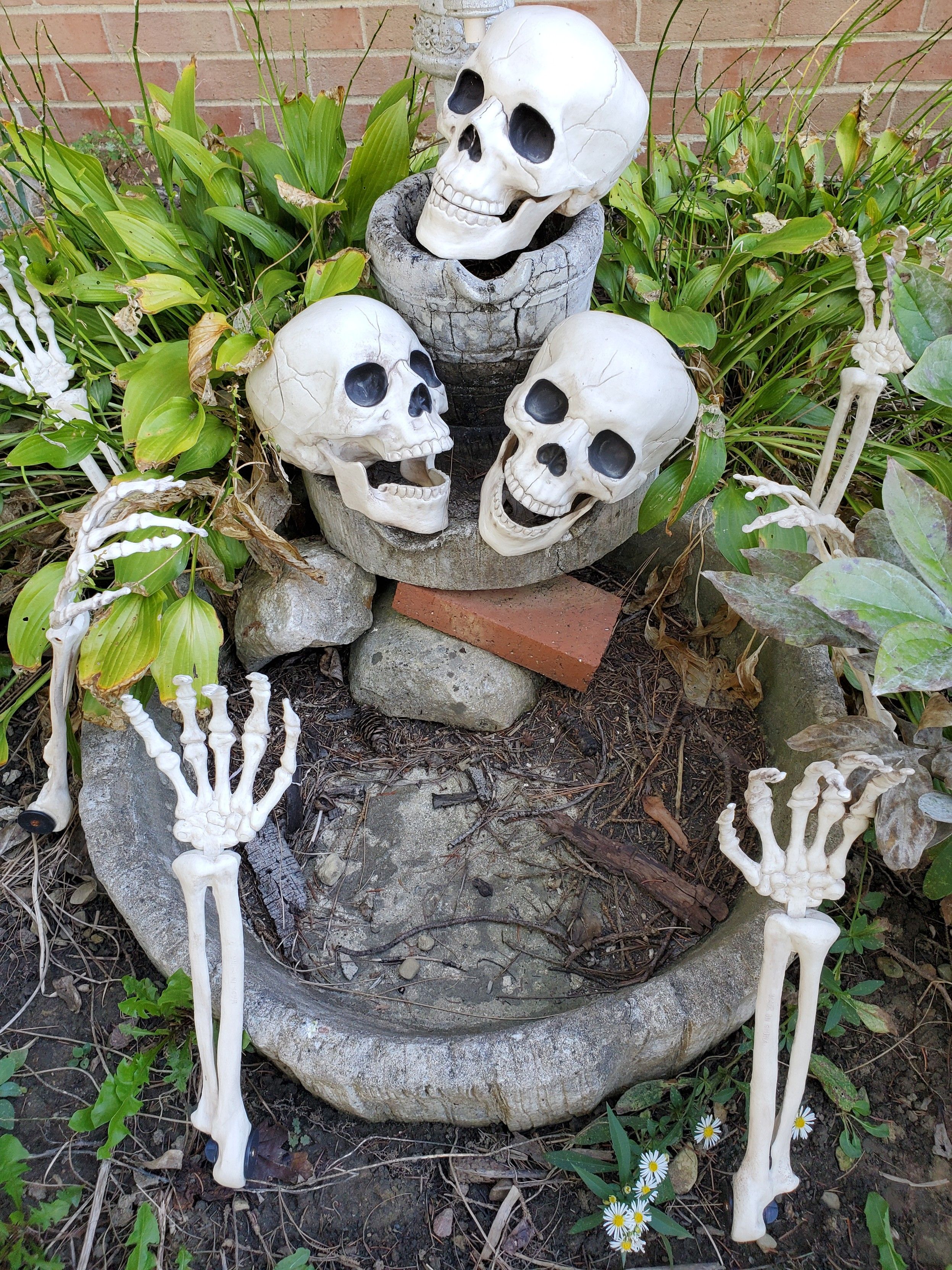 Three plastic skeletons in a fountain. Six skeletal hands popping up out of the dirt ring the fountain.