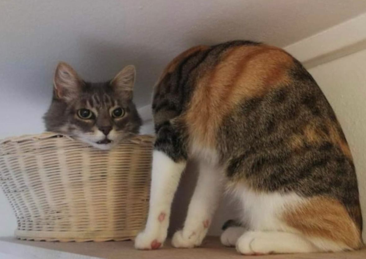 two similarly colored ￼cats, one has its head turned away so you can't see it at all, and the other one has just its head sticking out of a basket. gives the impression that it's the same cat with its head removed.￼