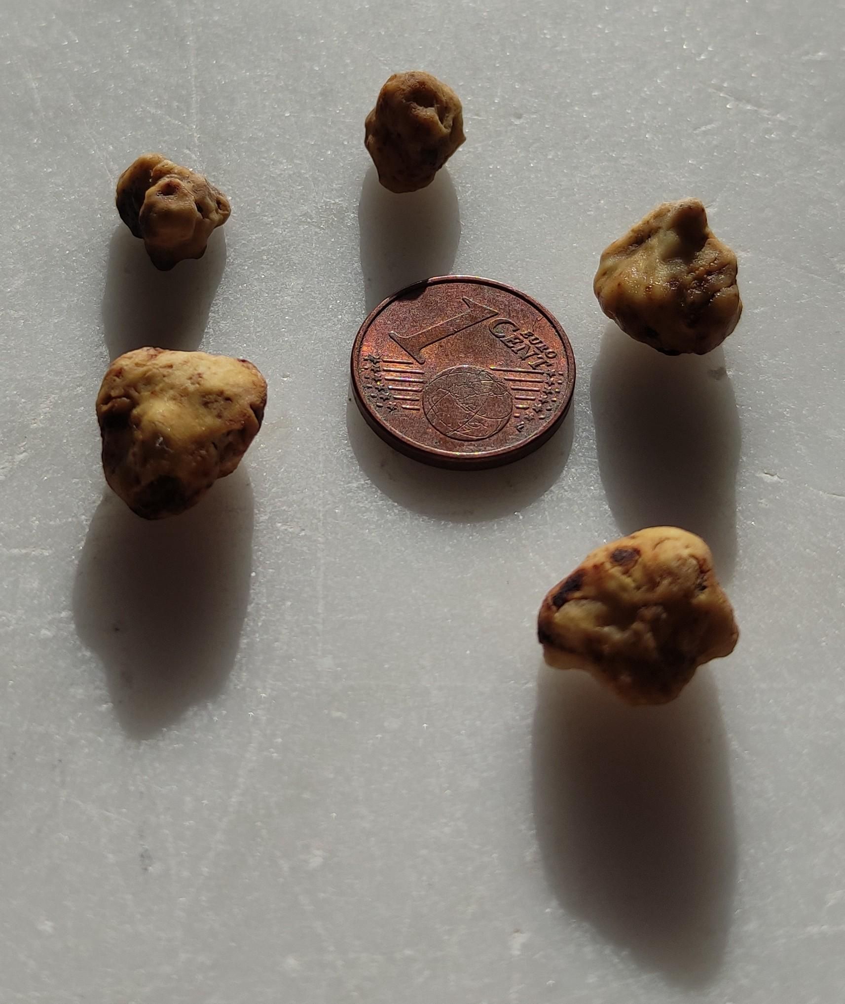 5 minuscoli tartufi bianchi intorno ad una monetina da 1 cent