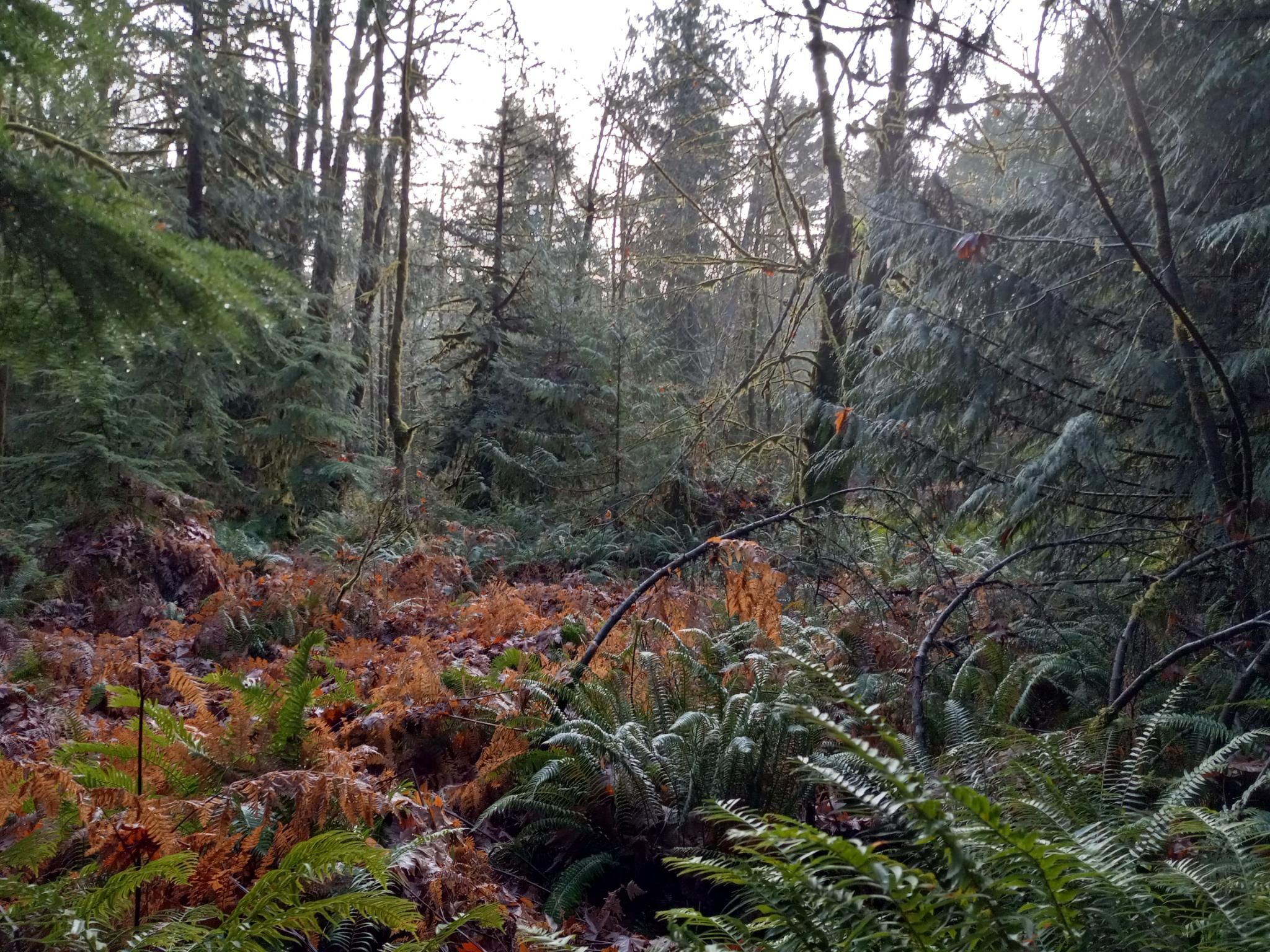 A view of a swampy area full of live and dead ferns, and tall mossy trees all around the edges.  All the trees have moss on them, and some of them are lit up by the sun peeking through the clouds.