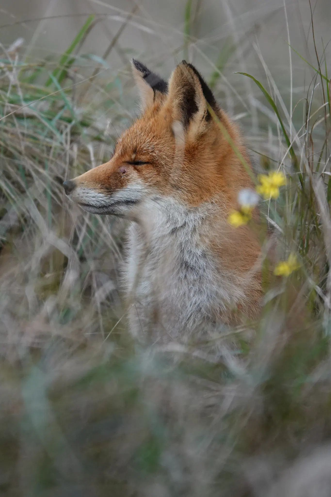 Red fox seen from the side, looking to the left, sitting in the high grass with eyes closed. On the right some small yellow flowers

in alles wat leeft
aarde, planten en dieren
daar ben ik, altijd

translated:
in all that has life
the earth, plants and animals
I am there, always.
