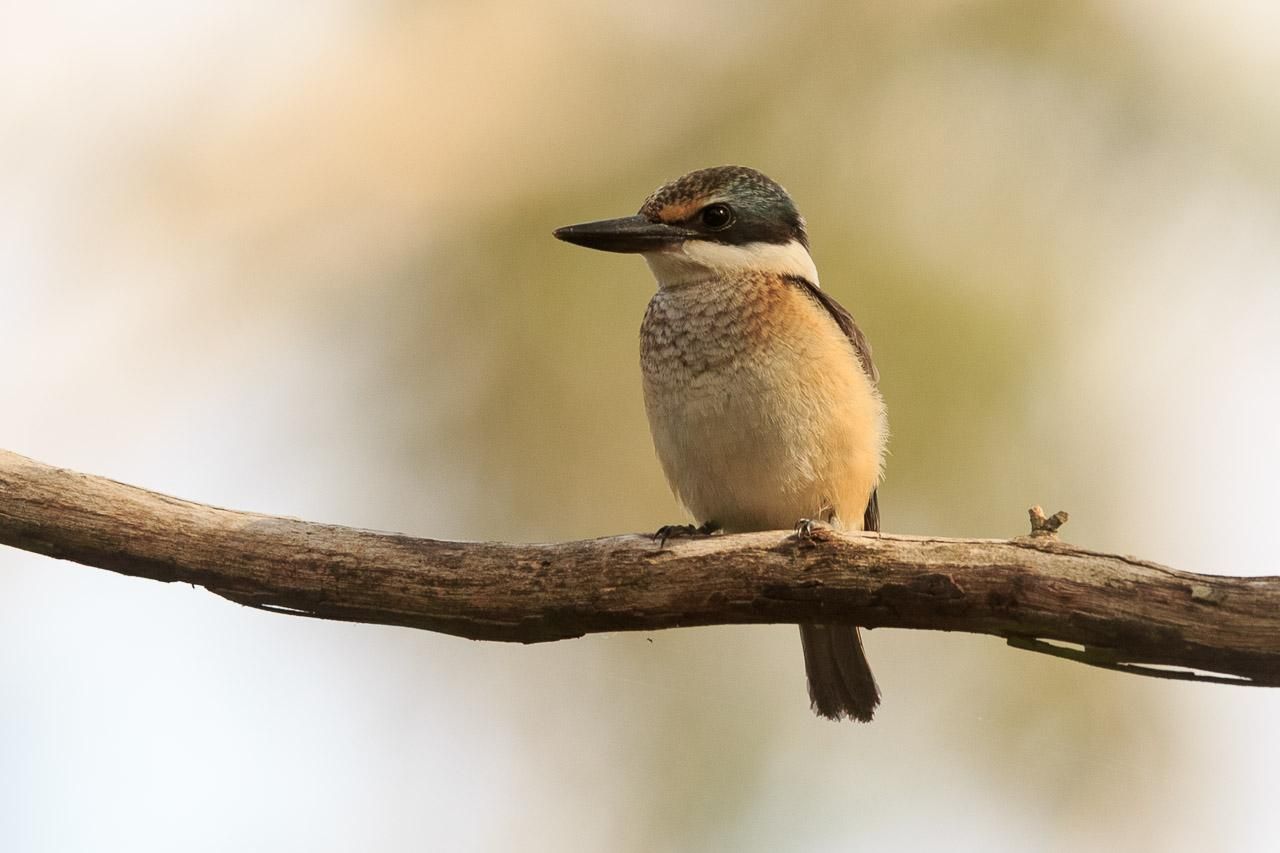 A small kingfisher on a branch. It has a buff breast and belly, white collar, acqua head and wings, a little orange just above the beak. 