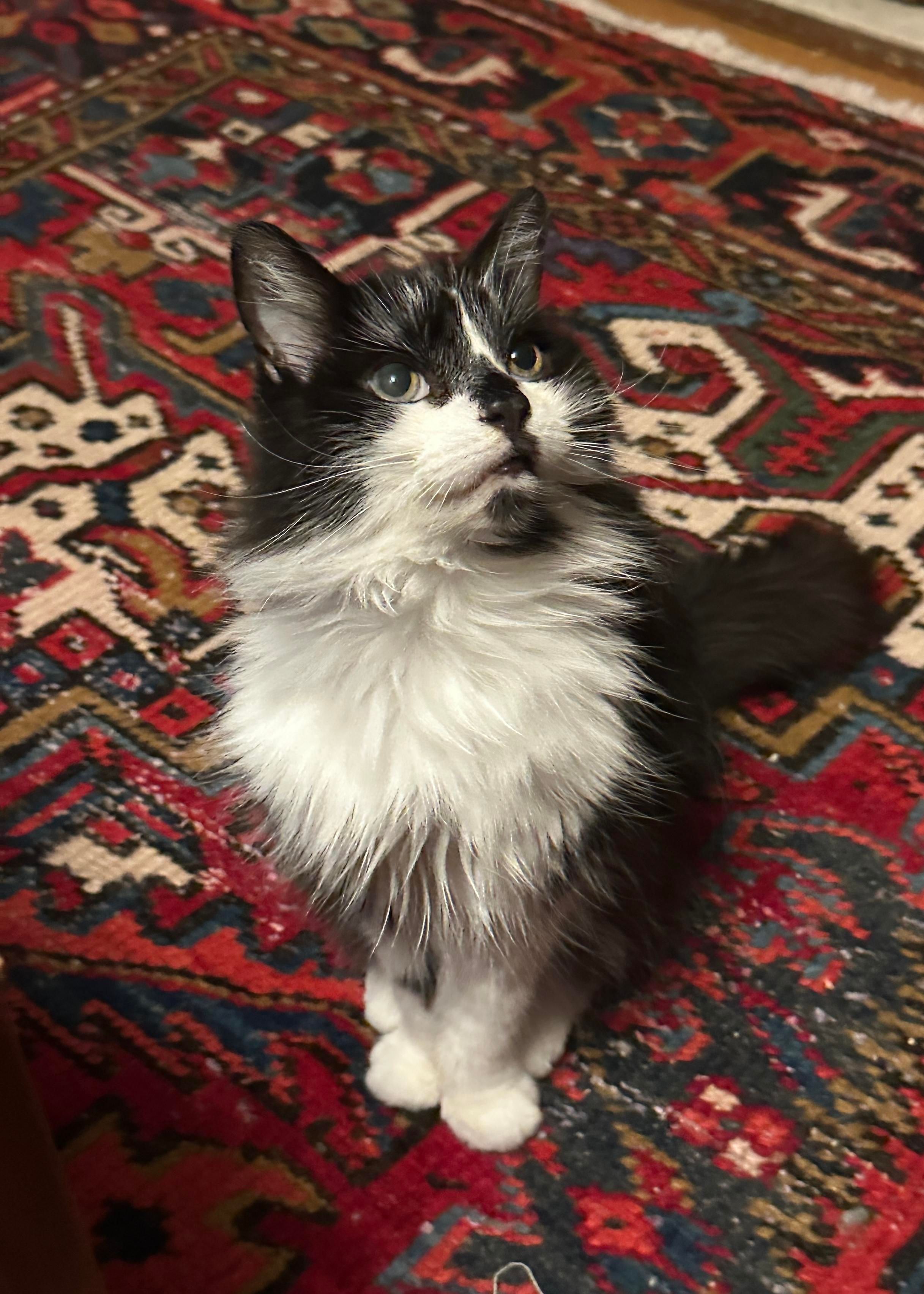 Margie looking pretty on the rug