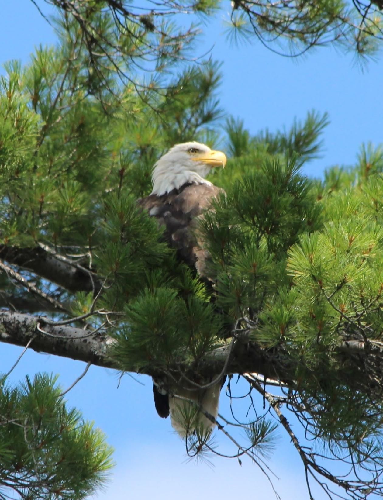 Bald eagle perched in a pine tree.