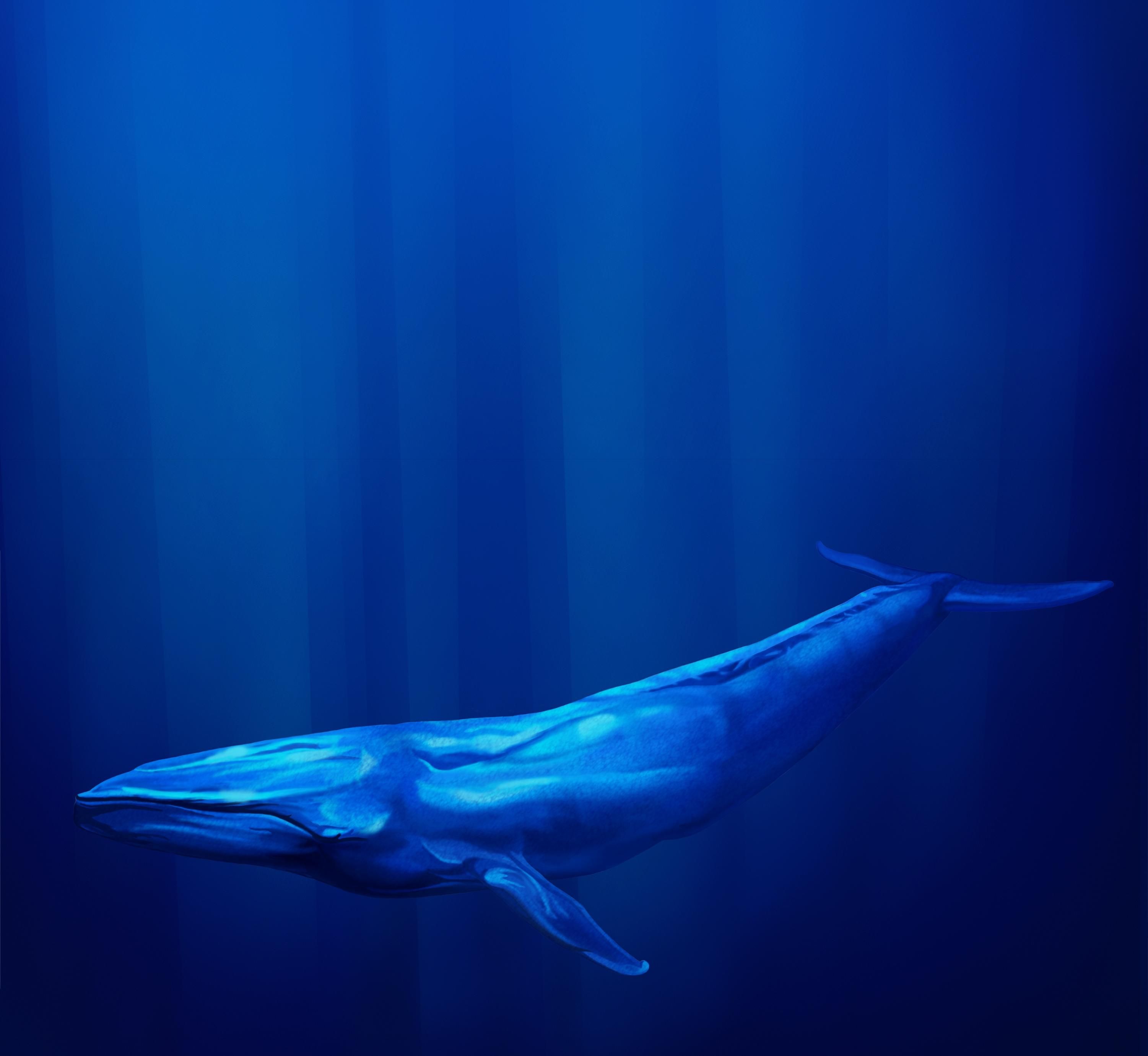A blue whale swims in the deep ocean with light filtering through the water.