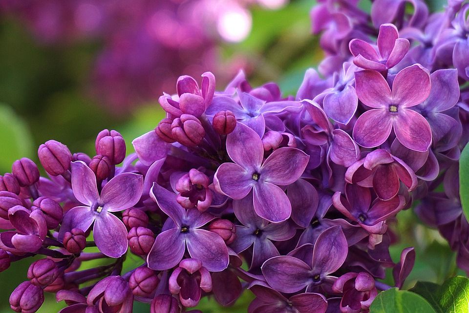 A cluster of four-petalled lilac flowers dominates the frame. Some of them are fully open, and some are still buds. The background is a blurred vivid green and purple with some bokeh.