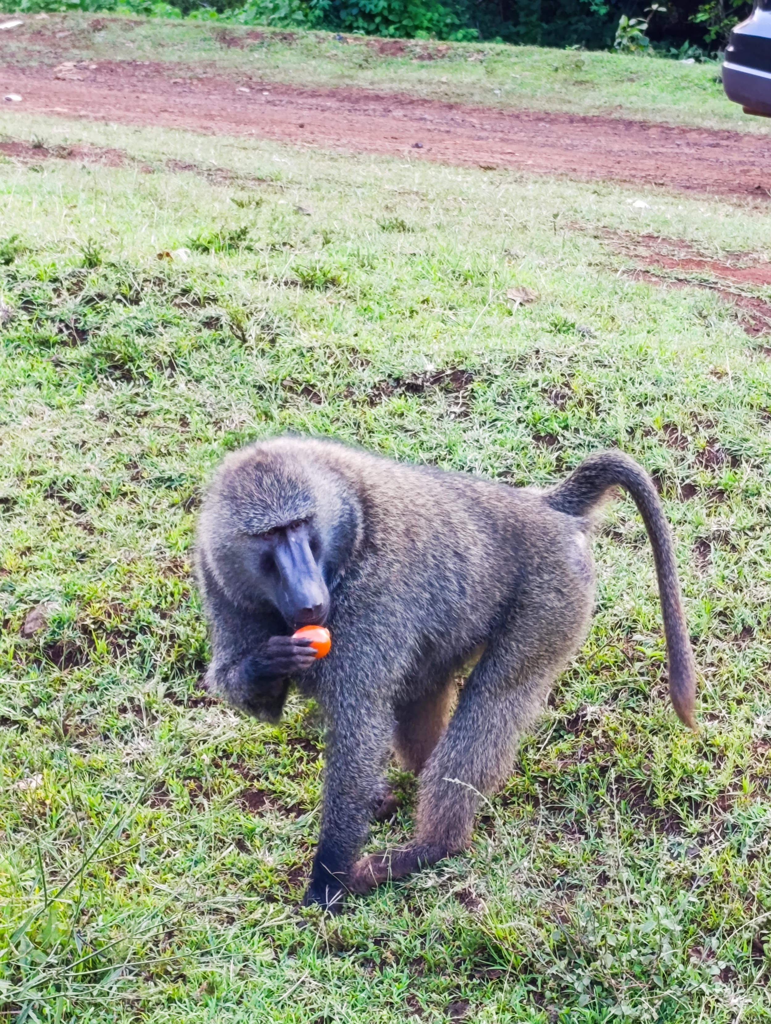 Baboon feeding on tomatoes along Meru Nanyuki road 