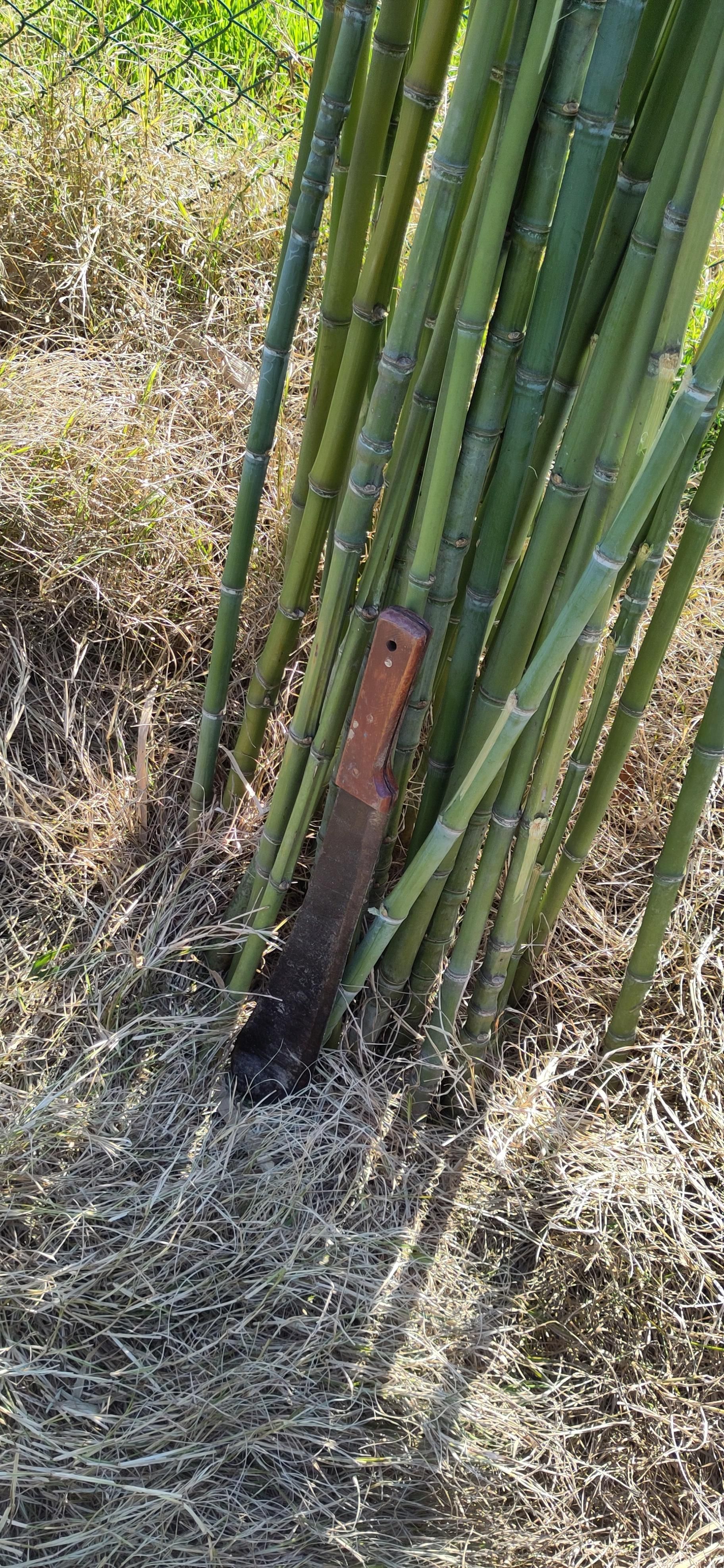 Canne di bambù pulite e taglia su un prato di erba secca. con un machete appoggiato