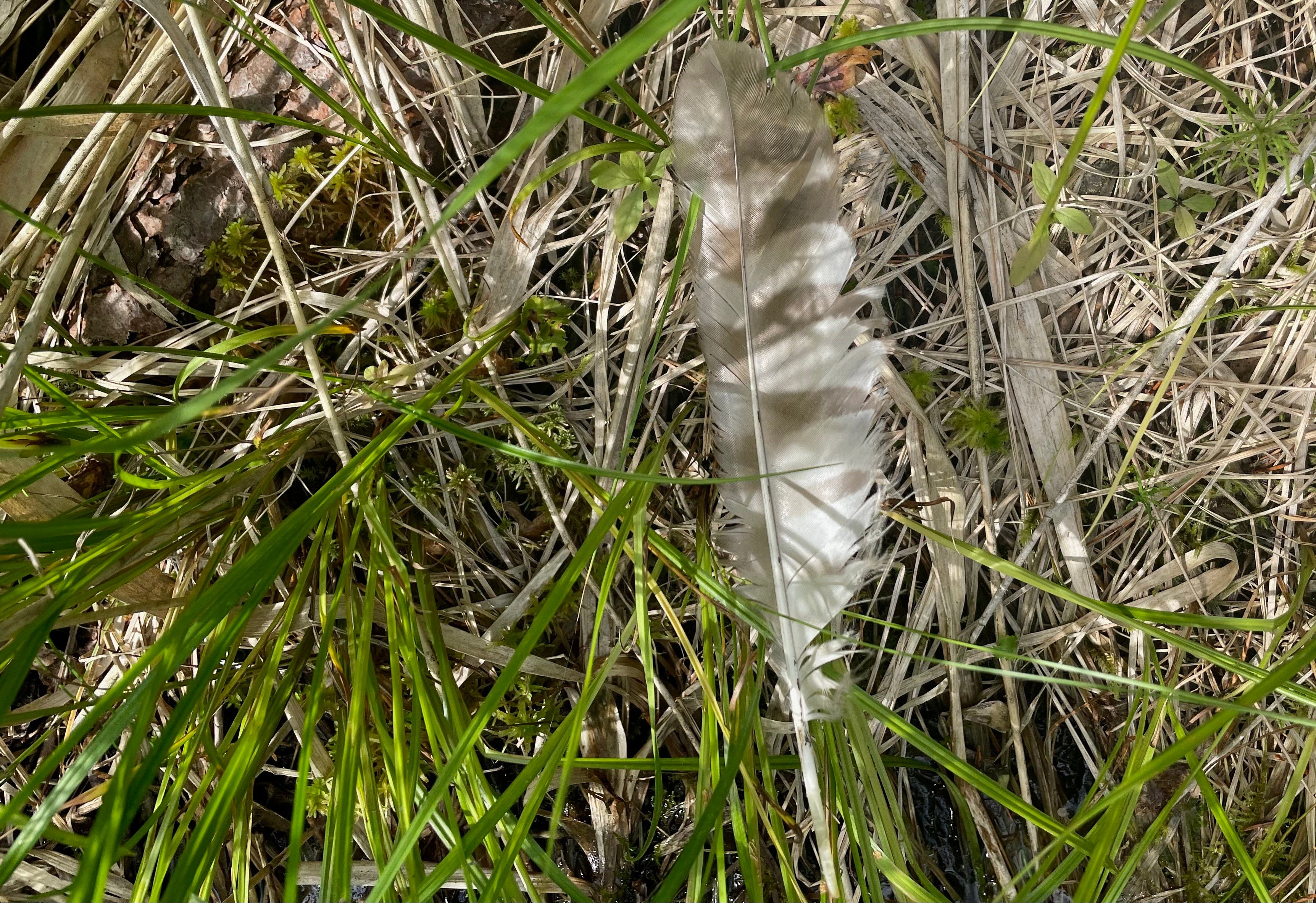 Viirupöllön sulka ruohoisen lähteikön pohjalla.