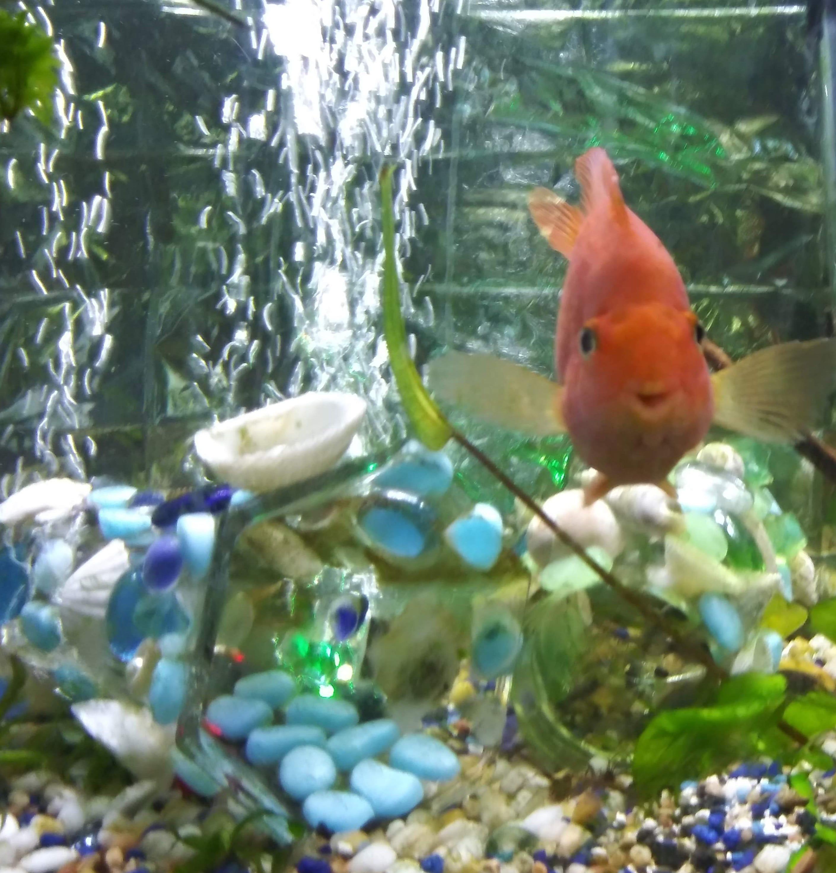 A happy parrot fish swimming with my hand created ornaments in front of a column of bubbles