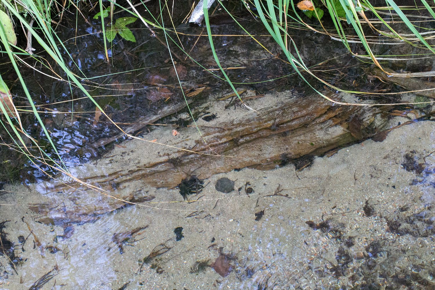 Hiekkapohja, lahopuuta ja hajoavia kasvinosia kirkasvetisen puron pohjalla.