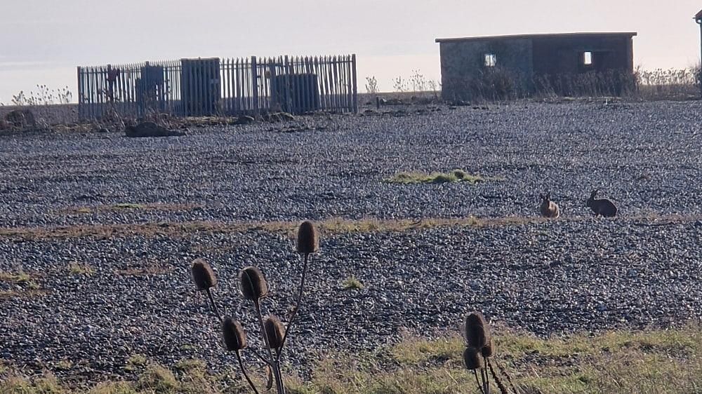 A view of the shingle fields at Orford Ness, including two derelict concrete buildings in the distance and two hares between them and the camera