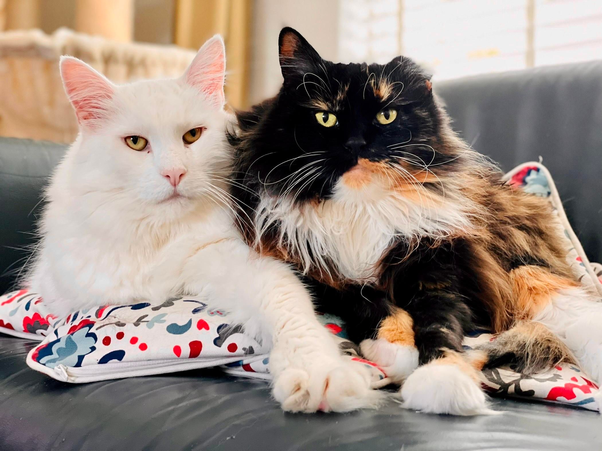 My two Maine Coon cats, sitting besides it each other on the couch.
