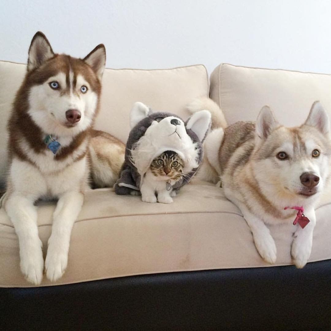 Cute lil cat in a husky dog outfit on a sofa sandwiched between two husky dogs