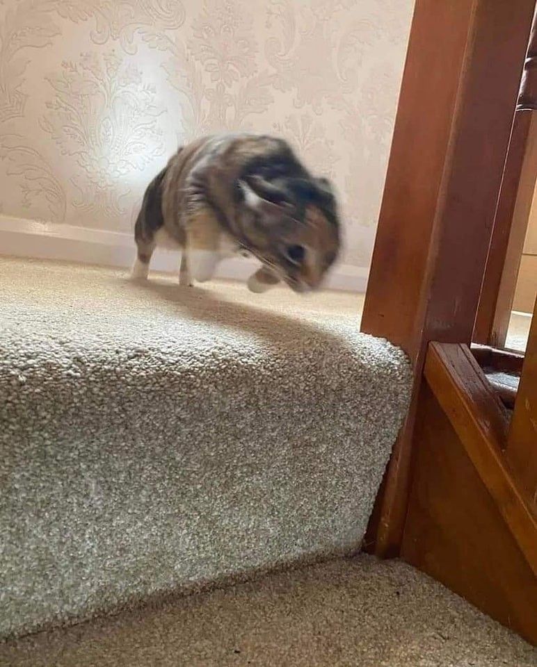 Photo of a cat mid zoom at the top of the stairs. The aerodynamic kitty is mid lunge with its ears back and front paws off the ground right as it reaches the first step. Does the kitty want what it hears being opened in the kitchen? The motion blur says it all.