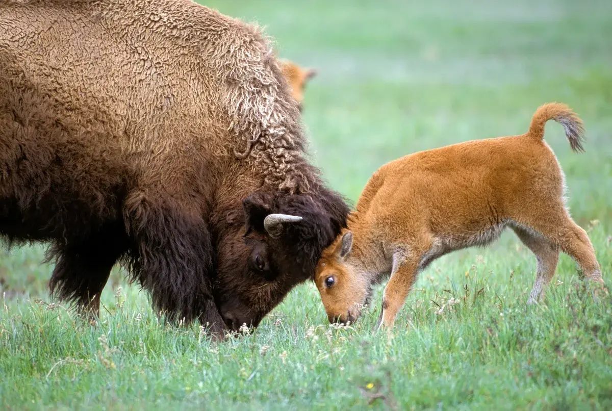 Una foto a colori che ritrae di profilo un bisonte giovane a sinistra, con la testa a destra contro la testolina di un bisontino ancora più giovane, giovanissimo, col pelo meno lanoso e lungo e più chiaro, in un prato.