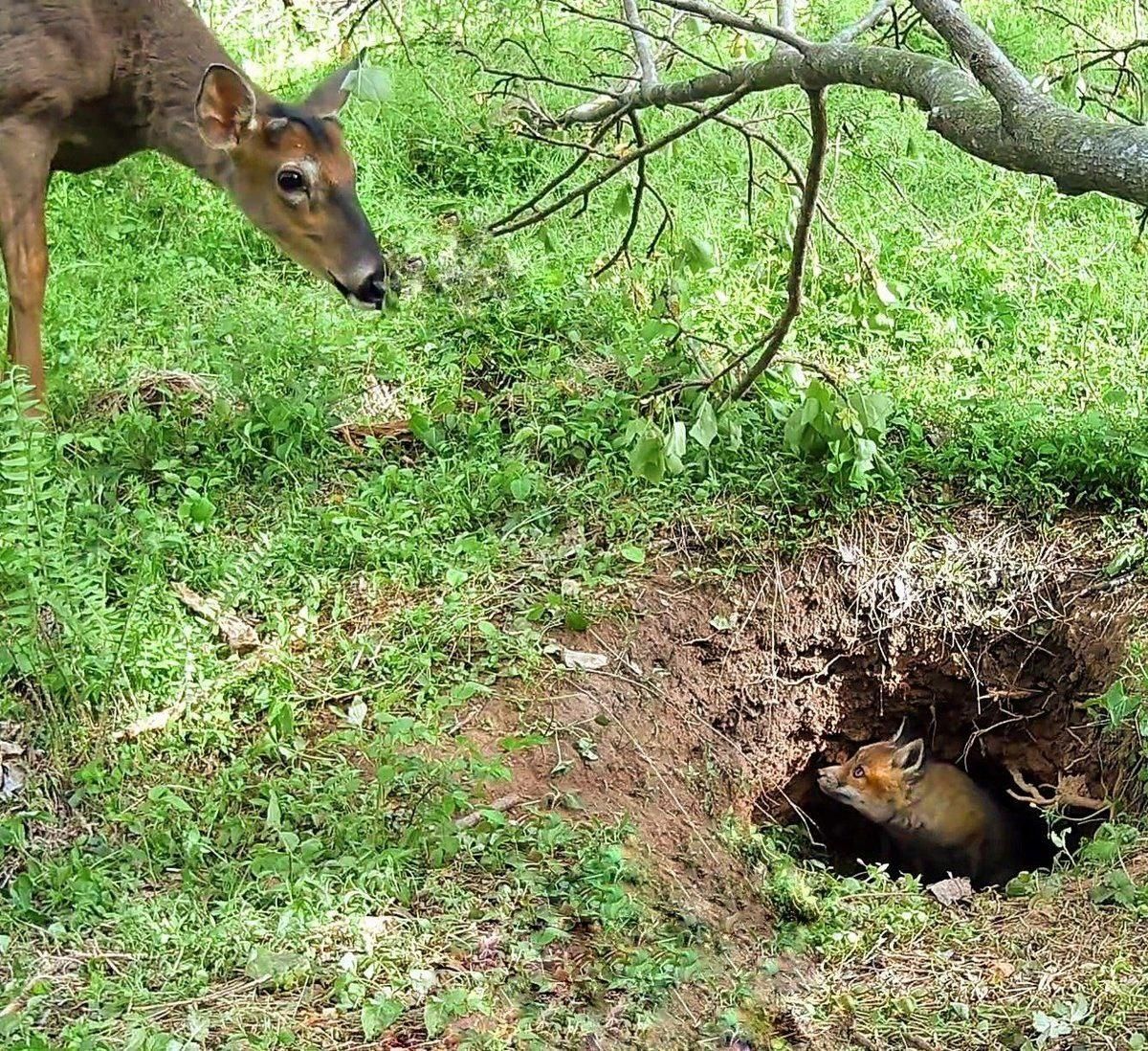 Deer smiling and looking into a hole, where a fox is looking back at the deer