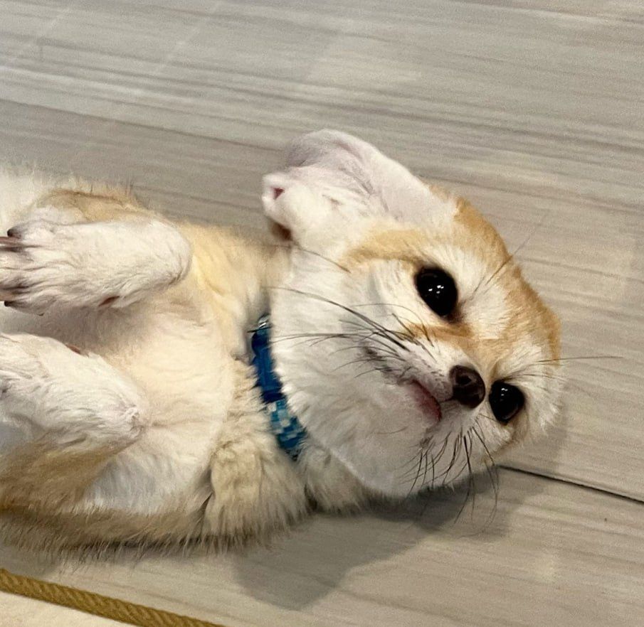 a cute fennec fox laying down on the floor looking up slightly