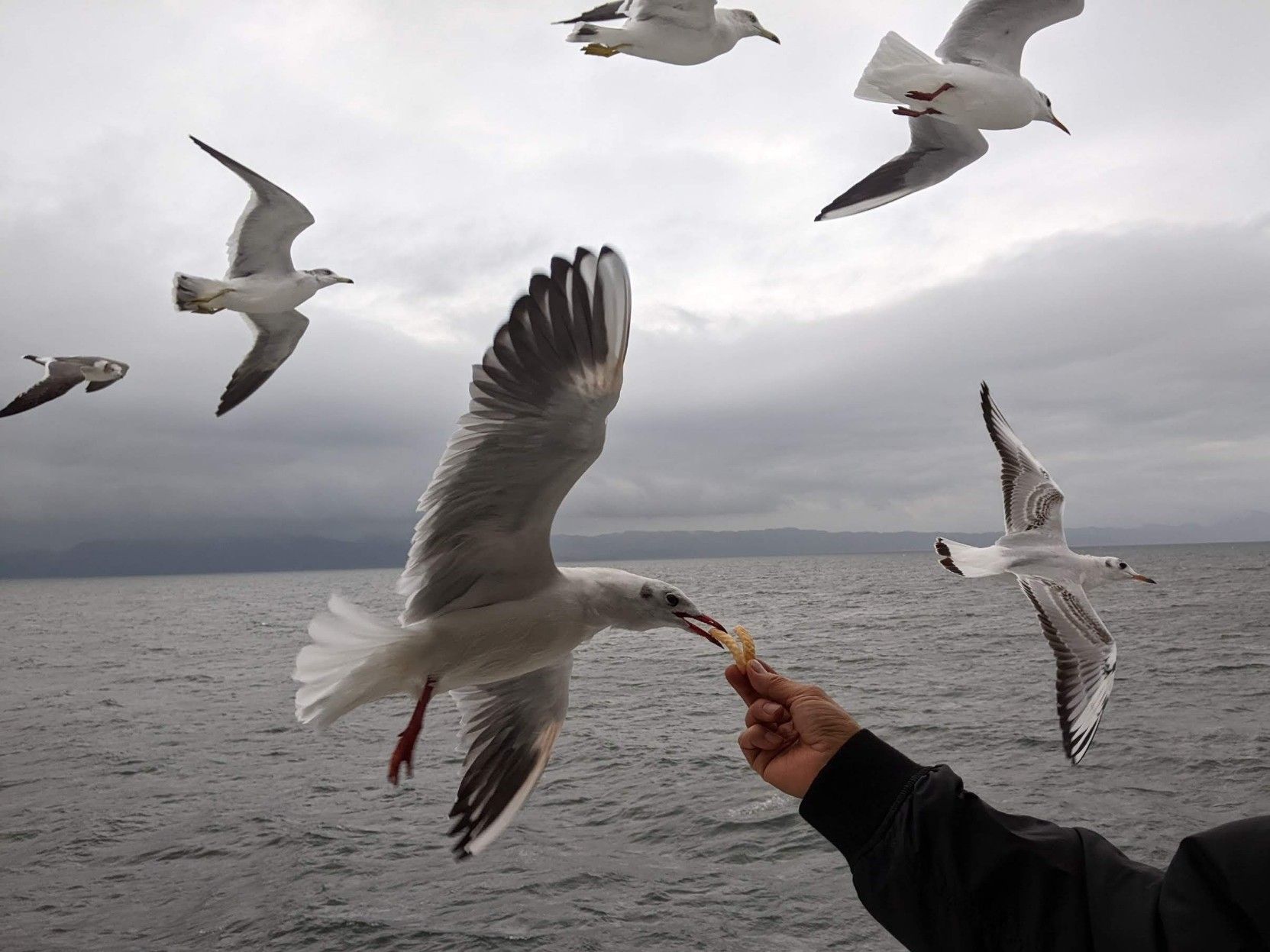 An outstretched arm with with a couple of potato sticks held out as a flying seagull with spread wings grabs them in its beak. Other seagulls are flying nearby. A grey sea and overcast sky is the background