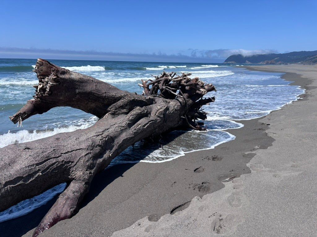 A large piece of driftwood lying on a sandy beach with ocean waves washing around it under a clear blue sky.