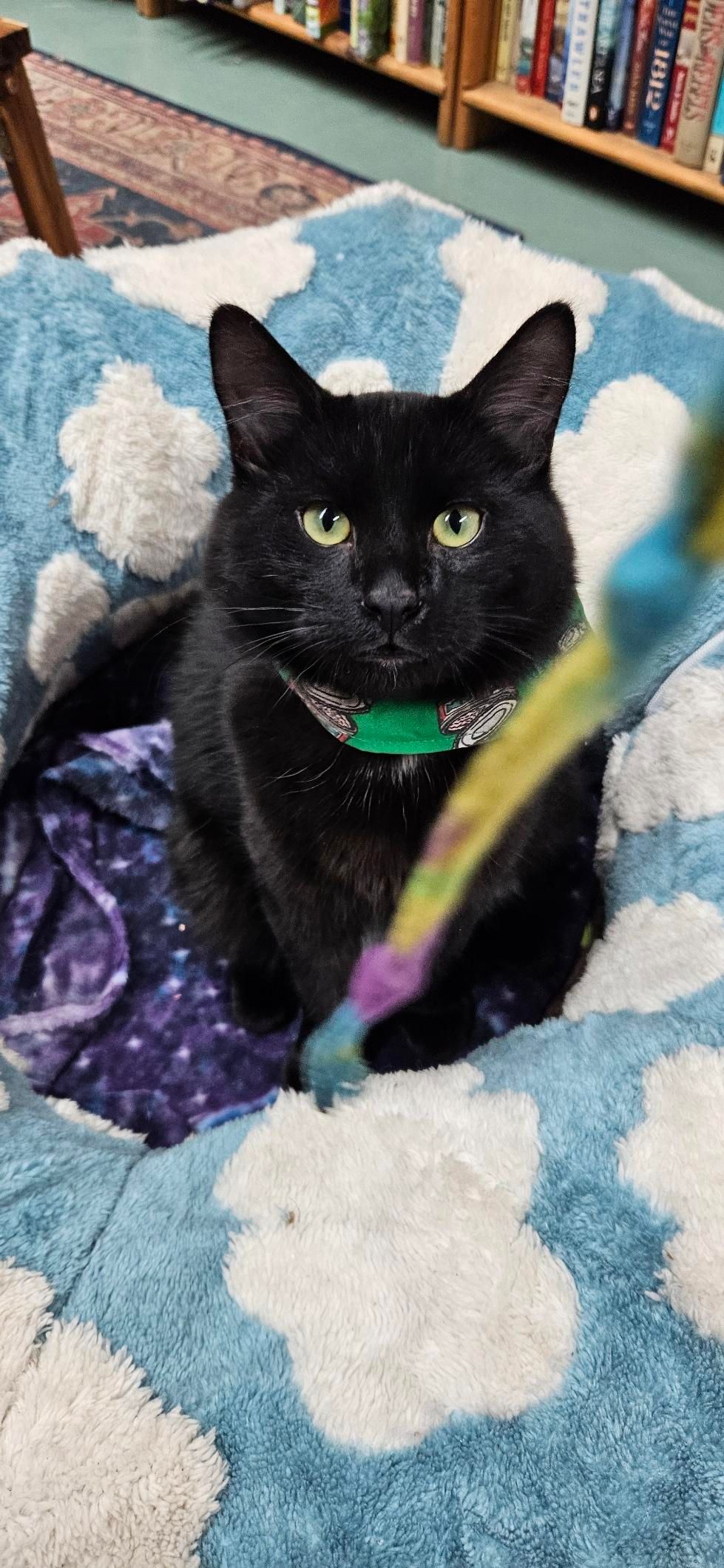 Same cat looking forwards at the camera at a piece of string.