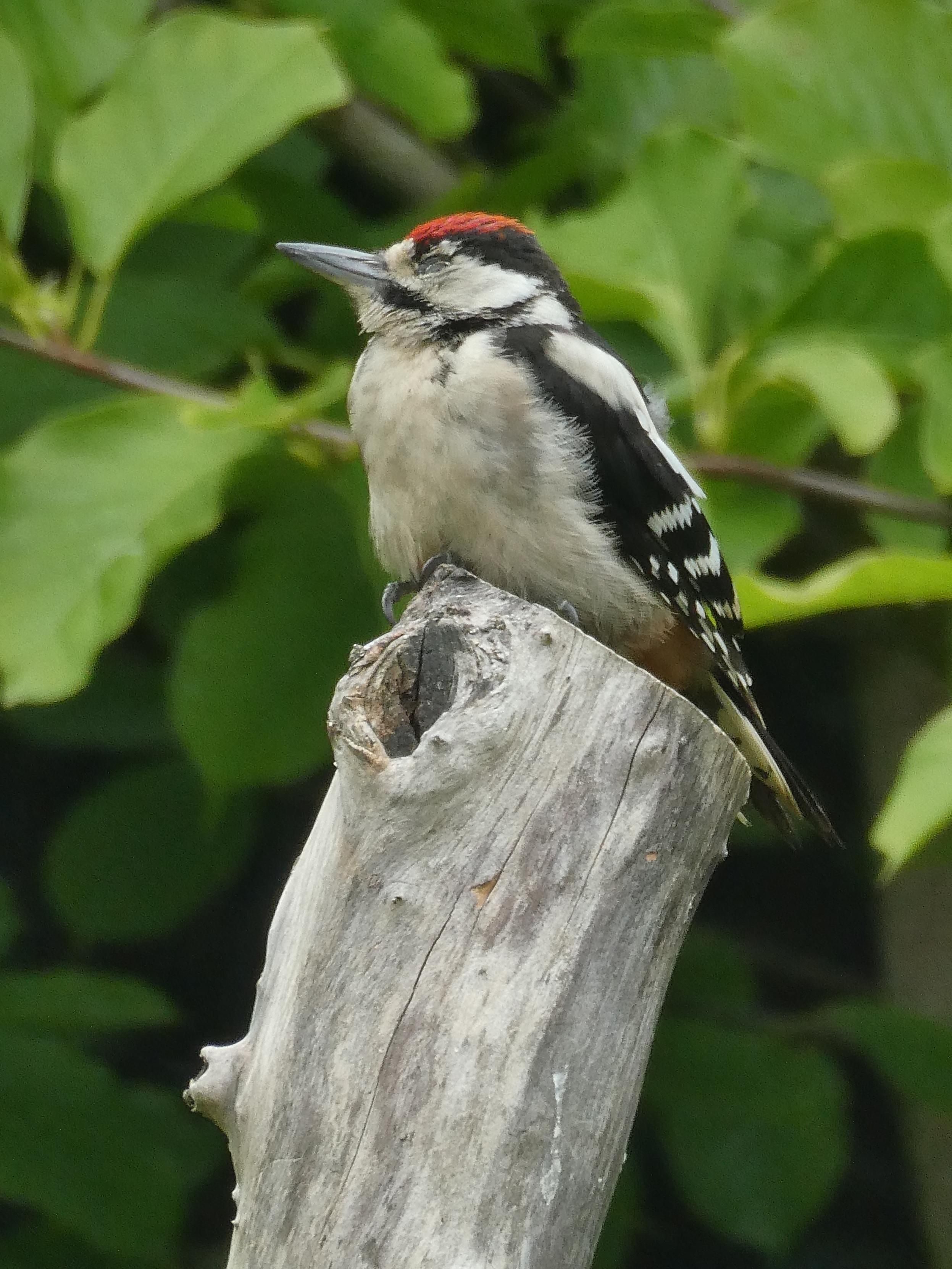Photo of a juvenile greater spotted woodpecker perched on the end of an almost vertical branch of a dead tree, stripped bare of bark. They are in profile and have a look of intense concentration, eyes half closed. As a juvenile they still have a red cap. The remainder of their plumage is black and white. Blurred green foliage behind.