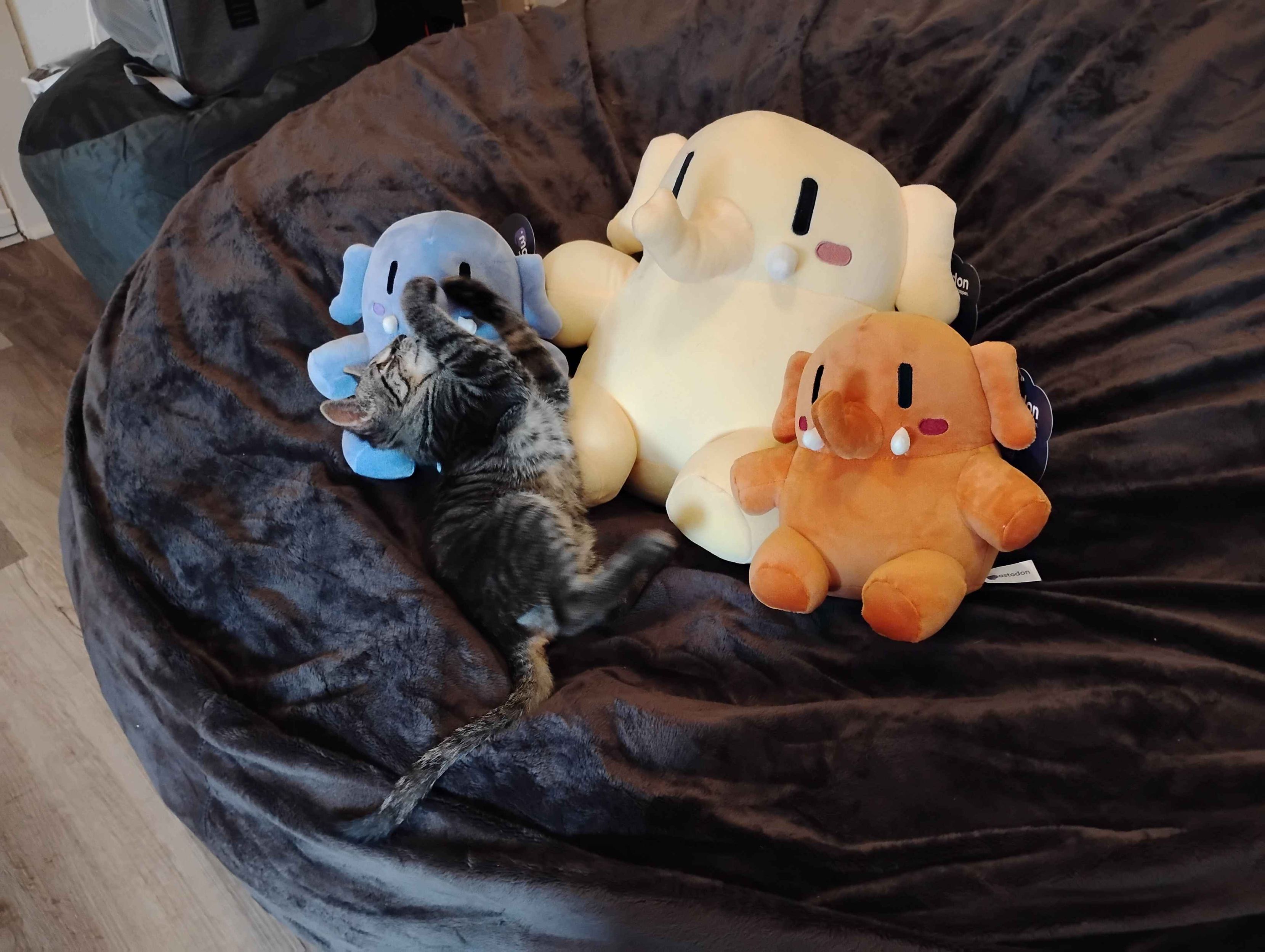 Totoro [kitten] with the full family of Plushtodon's. Totoro is attacking the blue one's nose.