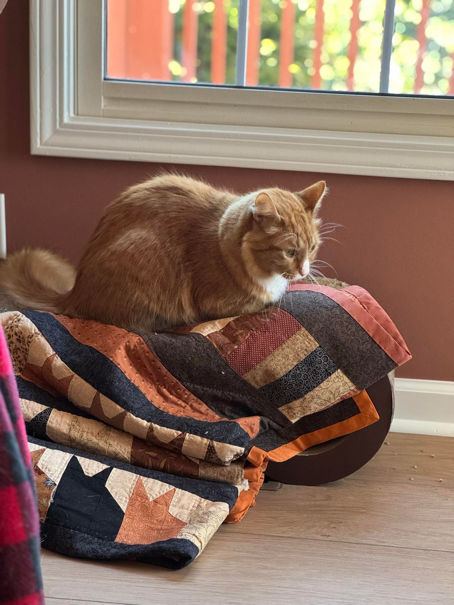 Sir Wobbles, an orange cat, loafing on a quilt on top of his scratcher next to the window.