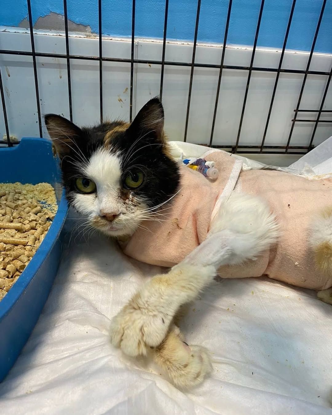 Malta after a successful surgery 🙏🏻