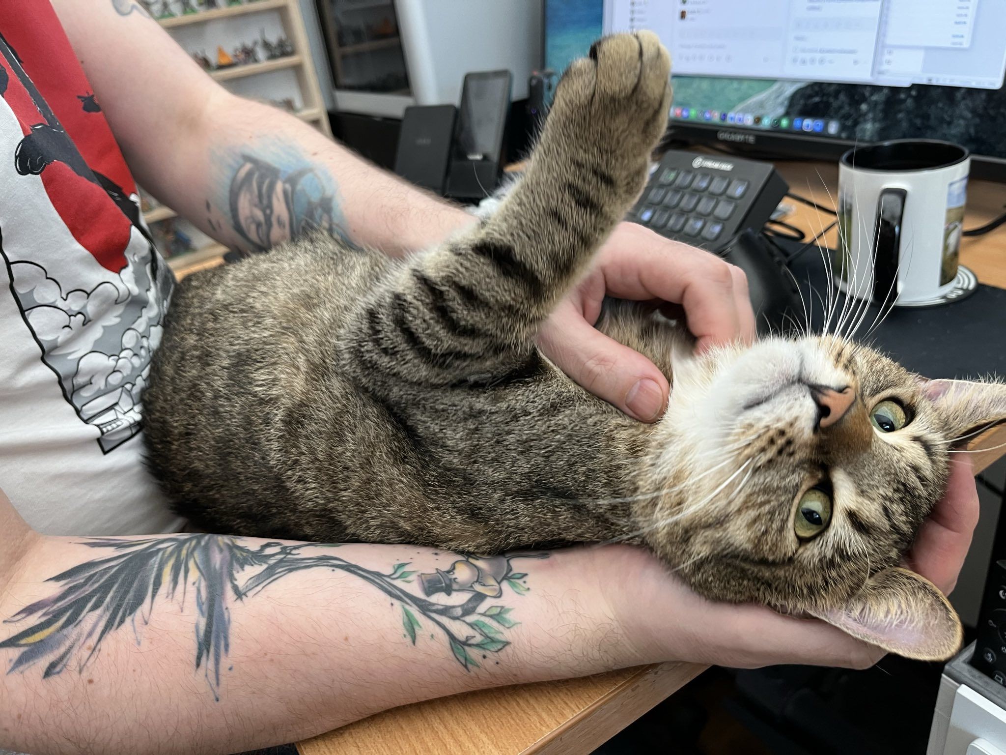 brown chonky tabby cat lying on his back on a desk, cradled by one hand and getting chin scratches by another hand.

The cat is looking sraight at the camera