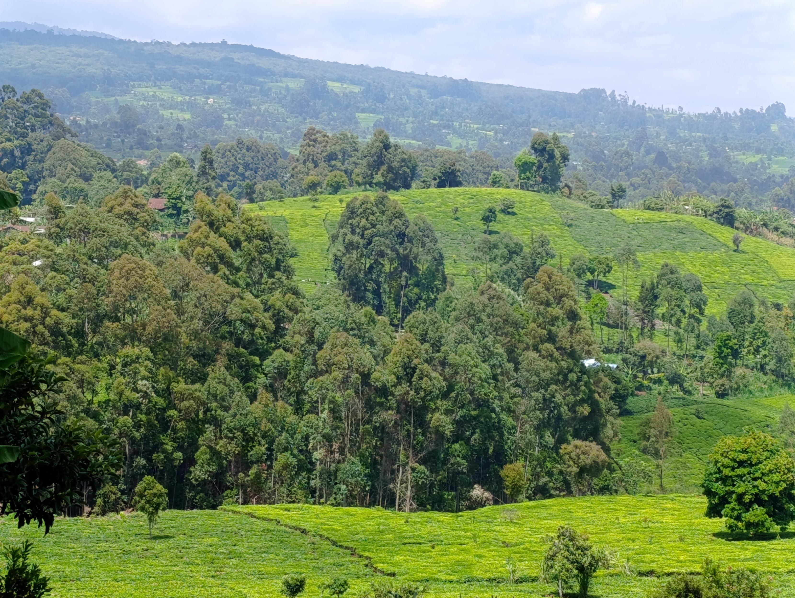 Tee plantations with exotic trees in South Imenti 