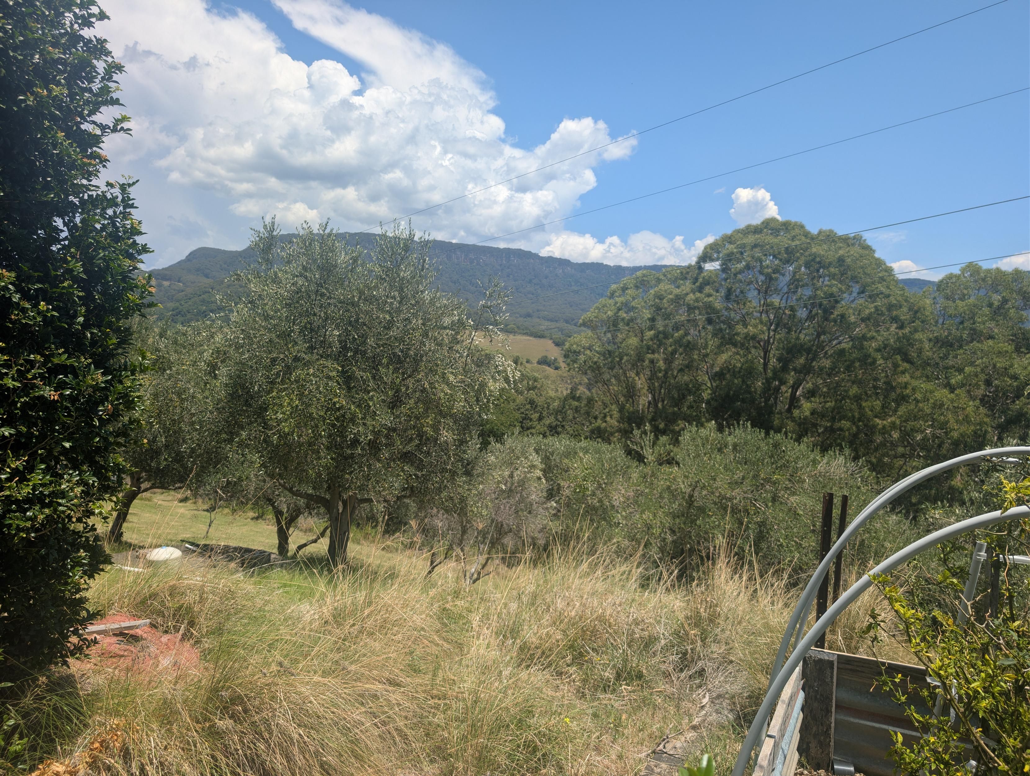 Photo of a part of Wollongong and olive trees