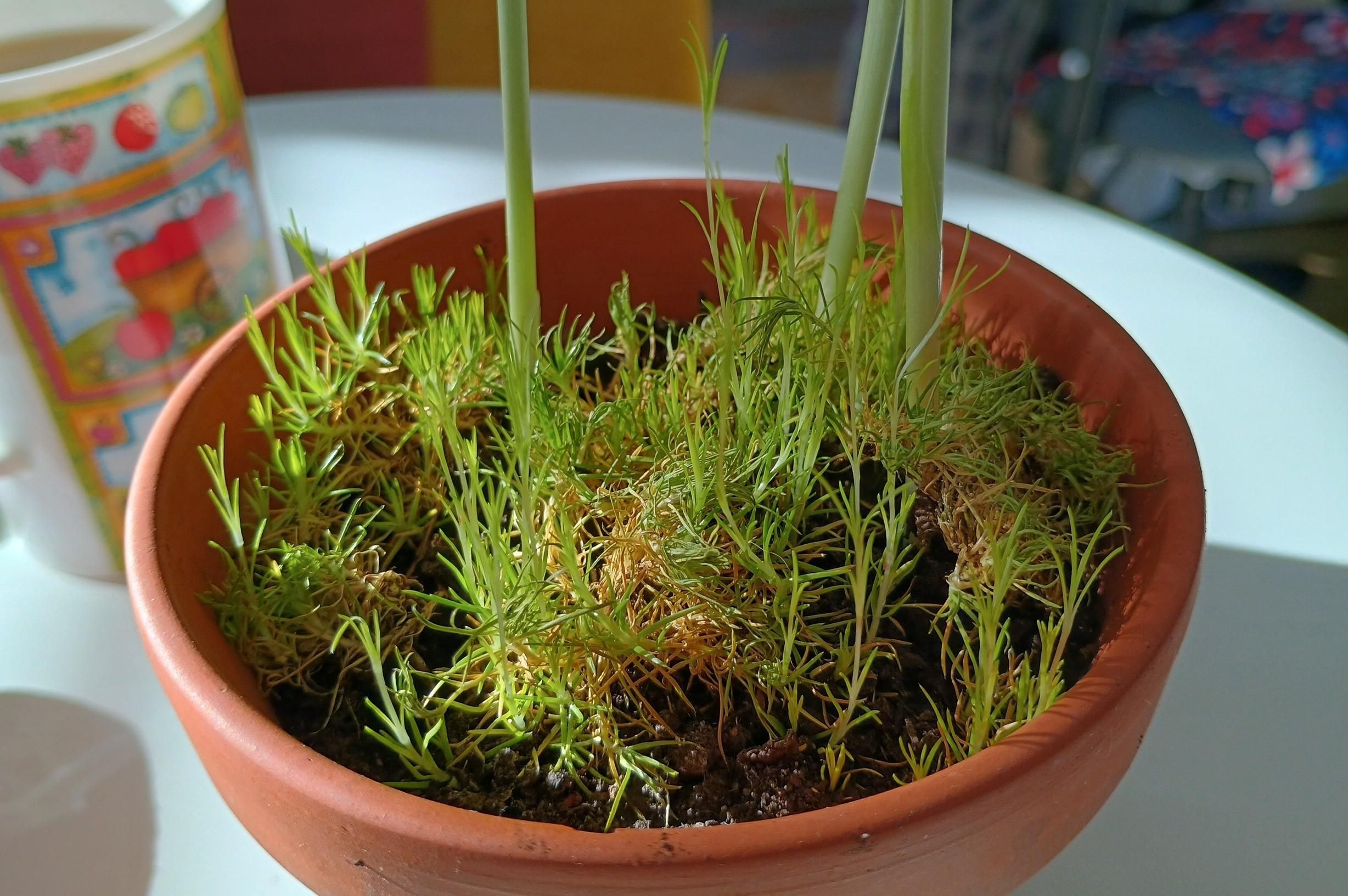A little pot has reaching tendrils of moss growing, while three garlic stalks reach for the sky. The garlic is about 30cm (1ft) tall not sure how well it'll last but it's fun for now.