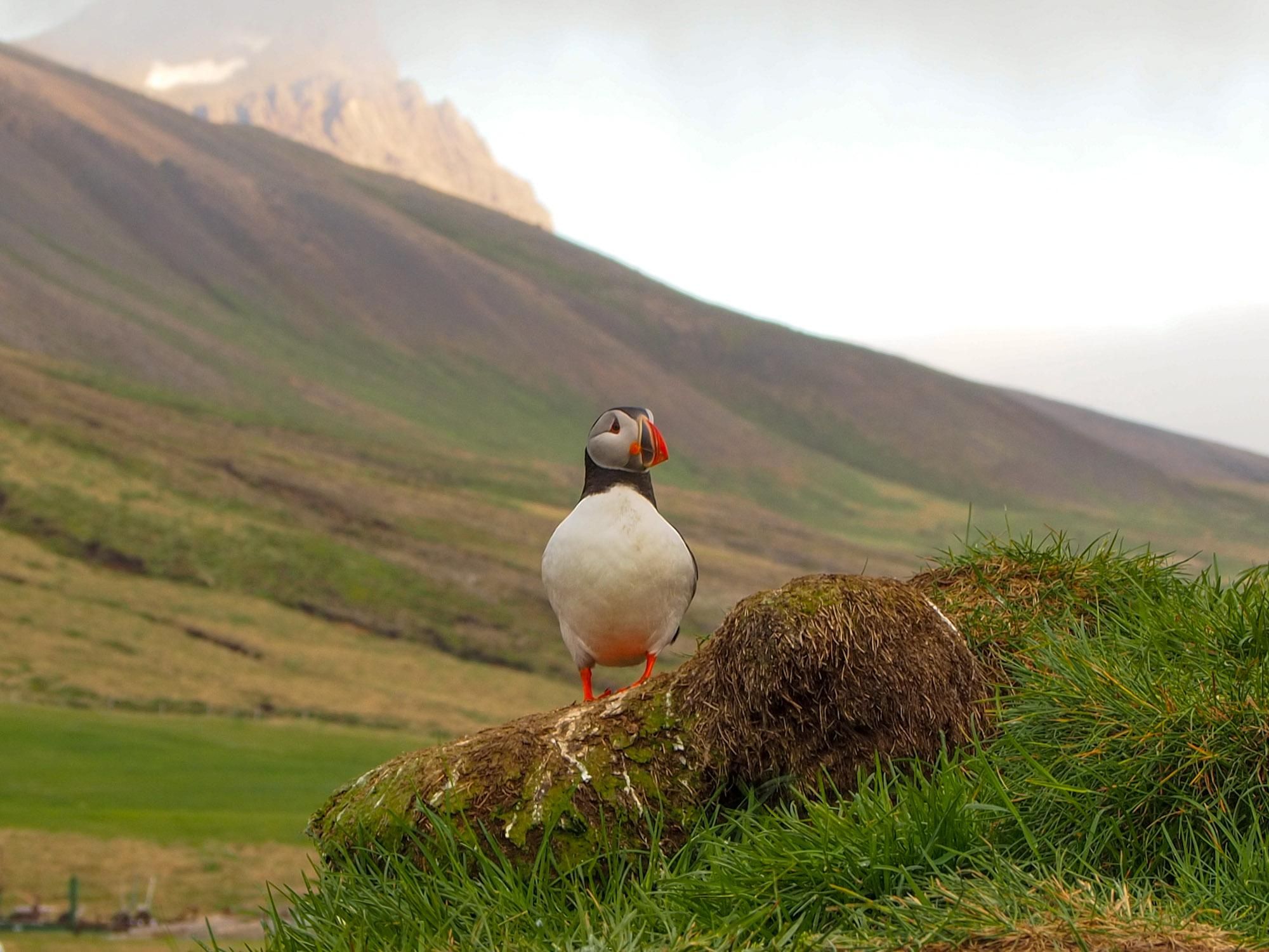 A puffin perching on a mossy rock with a mountain slope and a mountain top in the background. 