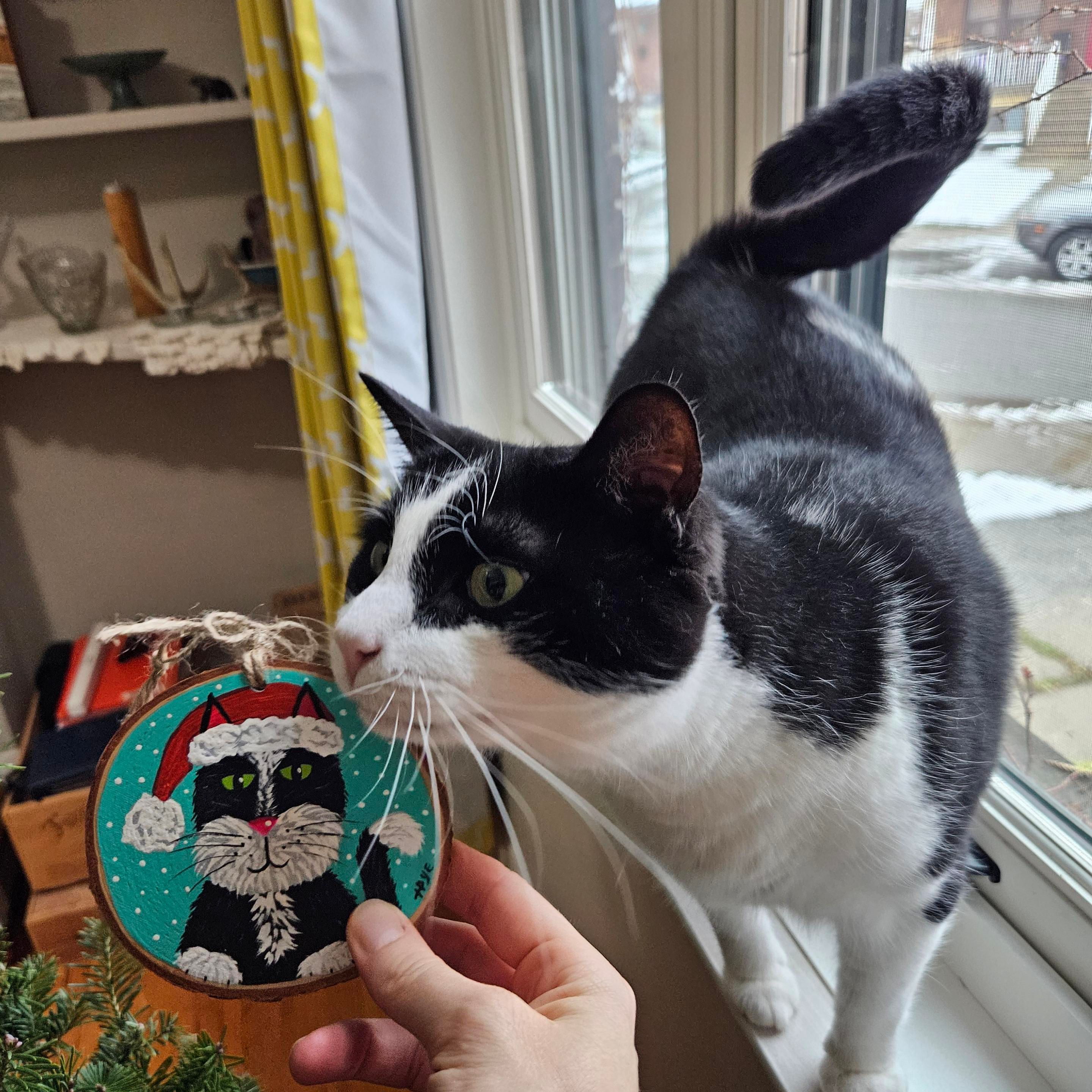 Tuxedo cat looking at tree ornament of a Tuxedo cat