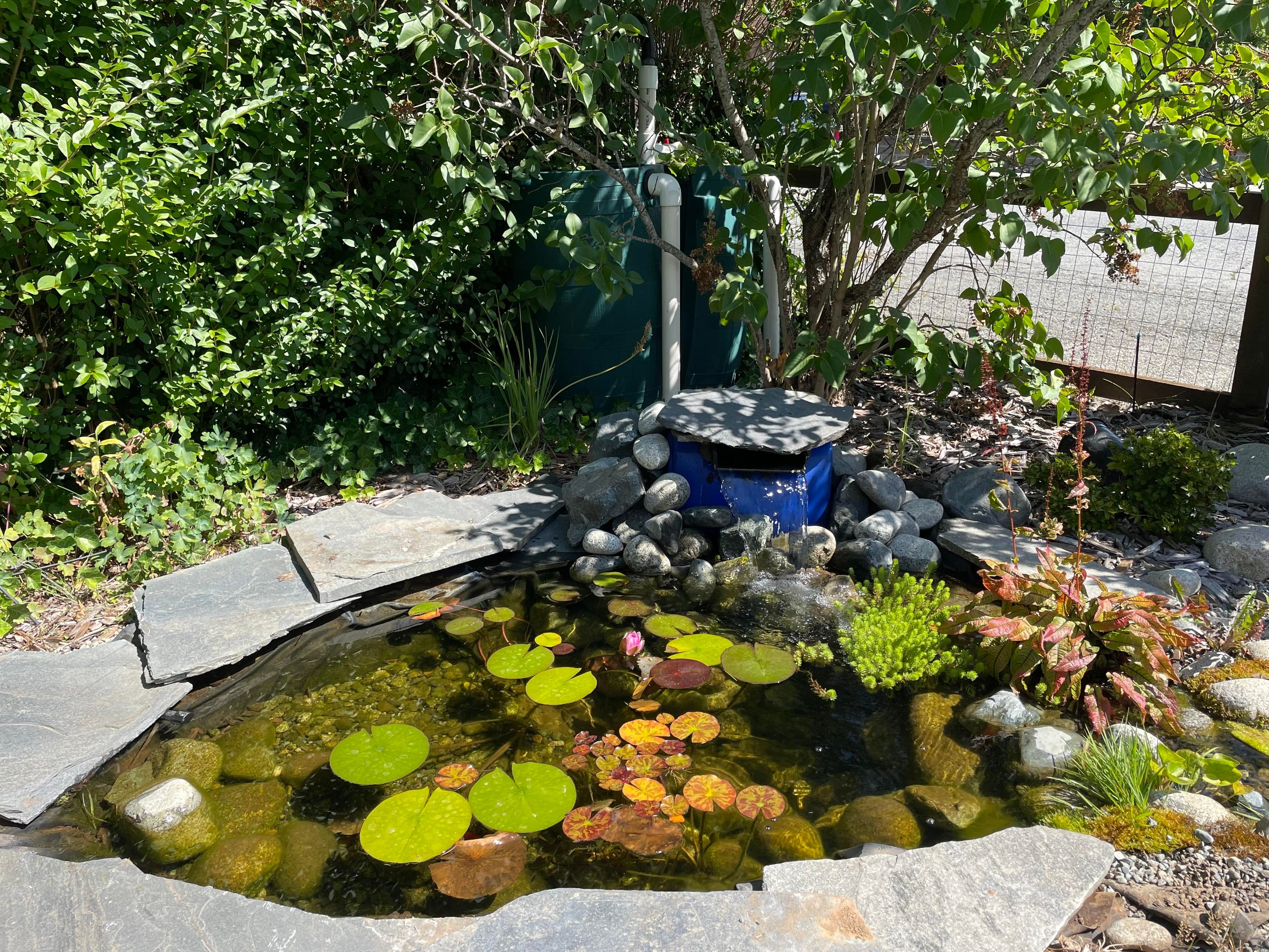 A current photo shows the water level under all of stones. The lilies are bright green and there is a pink lilly about to bloom in the middle.