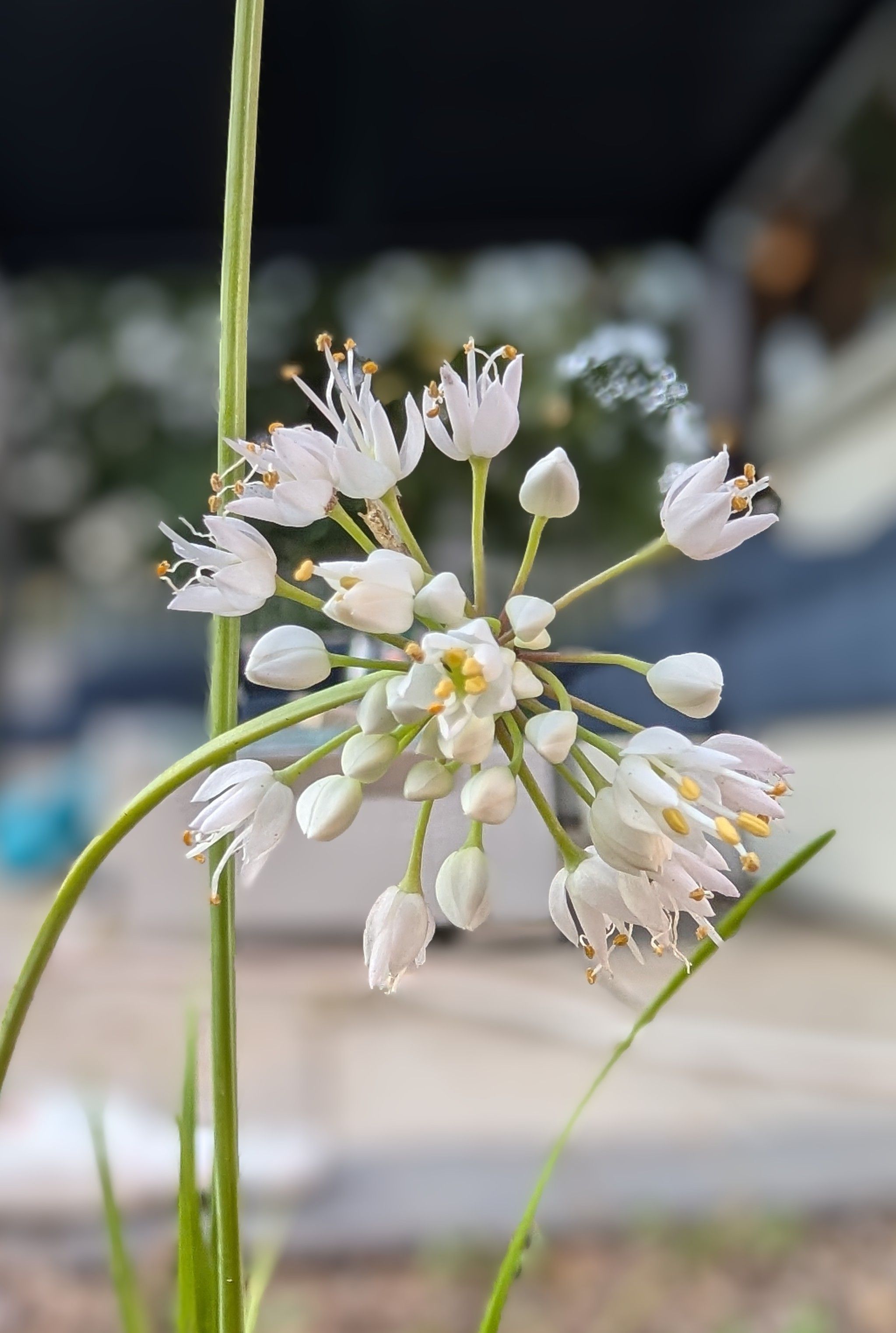 A cluster of dozens of tiny white and yellow flowers on a thin onion stem