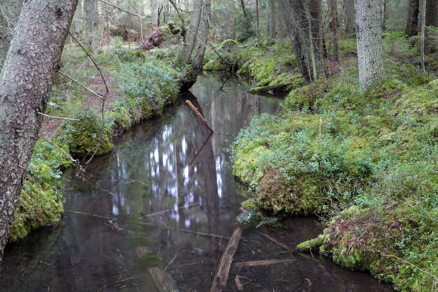 Kirkasvetinen puro varjoisassa tuoreen kankaan kuusikossa.