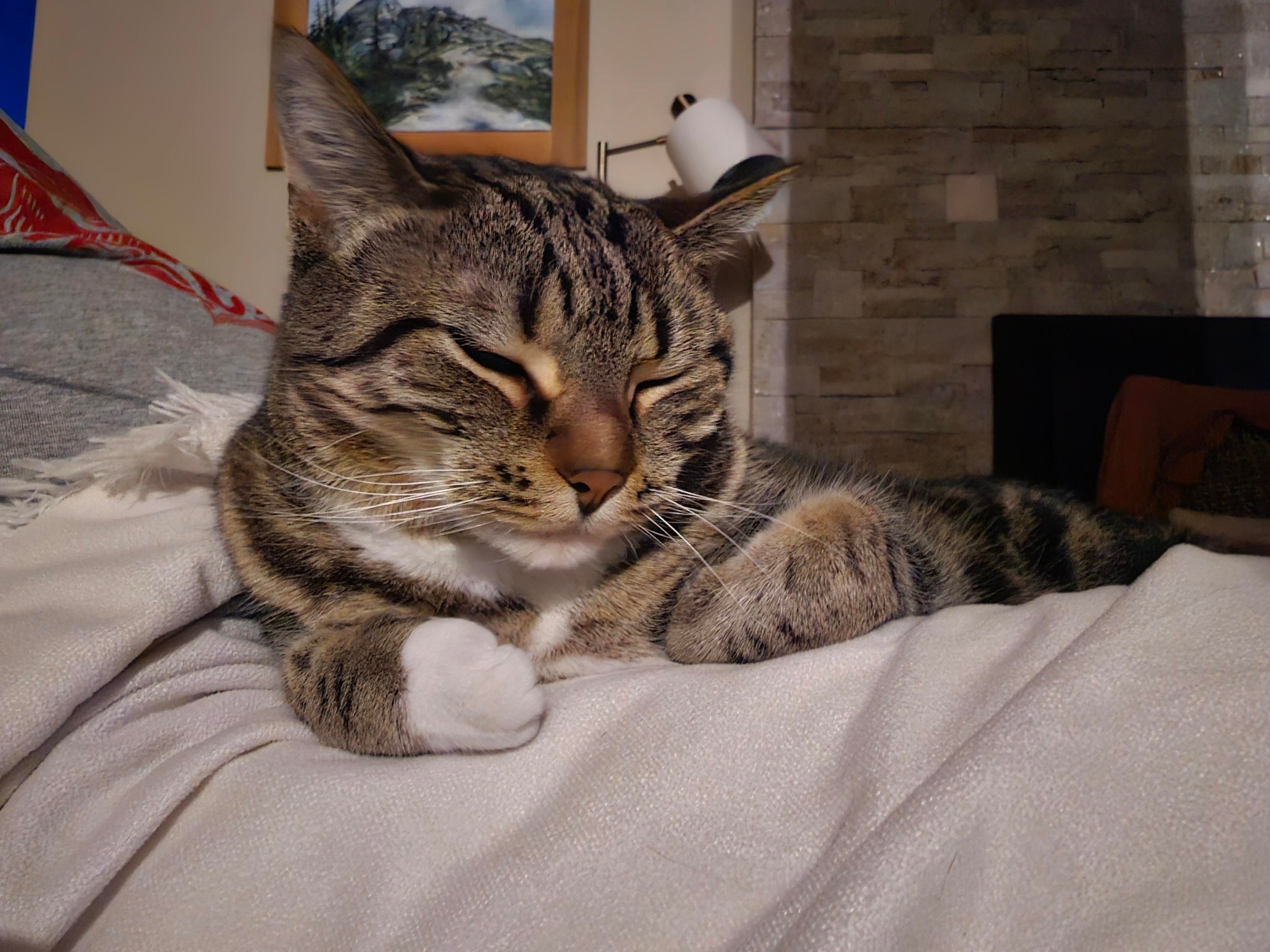 Picture of a cat named Chip curled up on her attendants' lap.