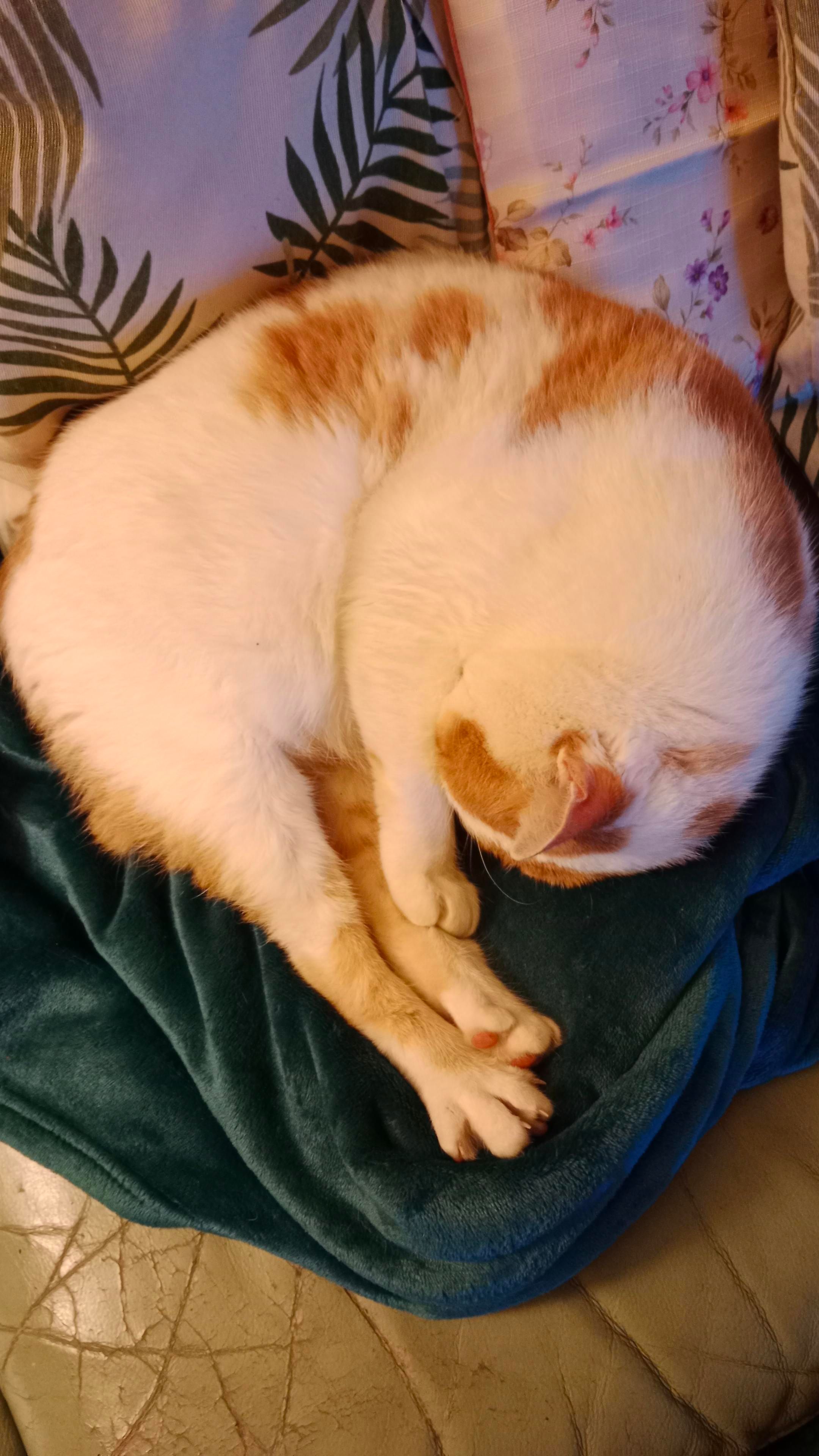 La mia vita, arrotolata