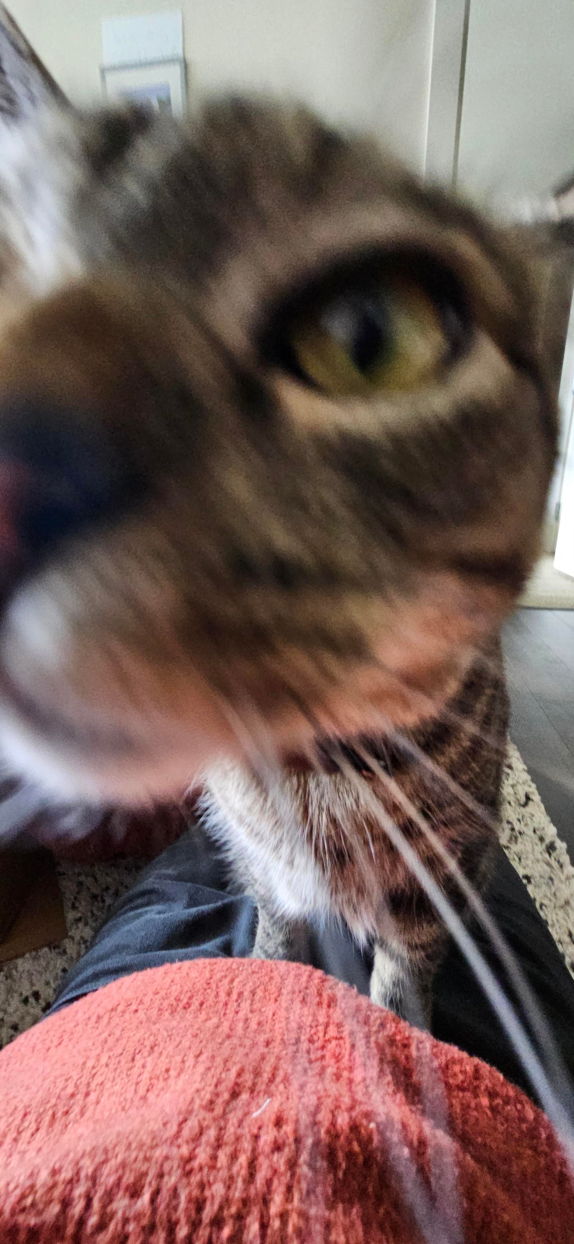 Momo's face really close to the camera, he's sniffing it.