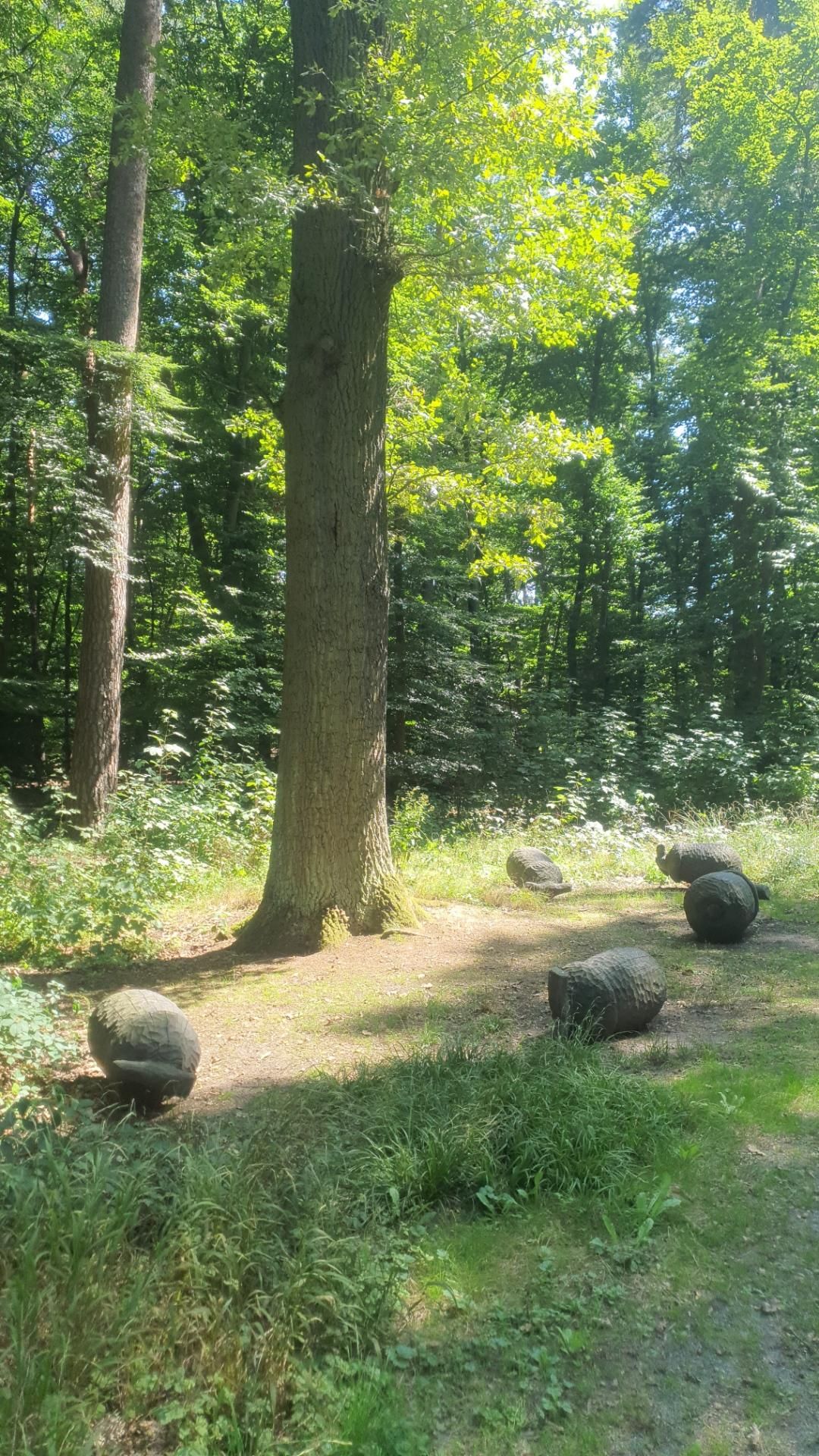 Ein Foro im Wald. Im Vordergrund steht eine Eiche, deren Wurzelbereich und ein Teil des Stamms zu sehen sind. Drumherum sind 5 grosse Eicheln platziert, die aus Holz geschnitzt wurden.
