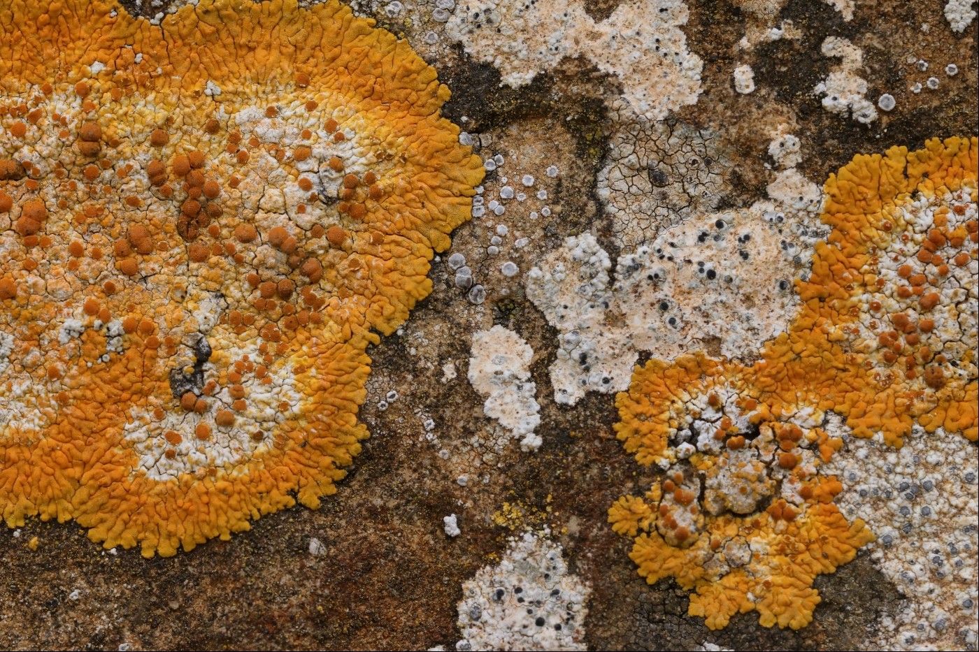 A closeup view of a flat stone surface covered in blobs of different shapes and colours of lichen. There's a large bright-orange blob on the left with paler inner, and two smaller interconnecting blobs of the same lichen on the right. Scattered in between and around are other lichen species in shades of brown, white, cream and grey