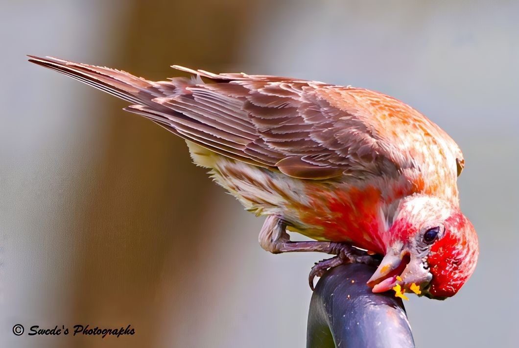 "A male house finch (Haemorhous mexicanus) perches on a black metal surface, caught in the act of cracking open a seed. His plumage is a warm tapestry of earthy browns and soft grays, but it’s the vivid red on his head and chest that steals the spotlight—like a splash of sunset against a muted sky. His small, conical beak is pressed firmly into the seed, exerting just enough pressure to shatter its shell. Tiny fragments scatter near his mouth, evidence of his success.

His wings are slightly spread, not in flight but in balance, revealing the delicate layering of feathers—each one etched with subtle patterns that ripple like wood grain. The background is softly blurred, drawing all attention to the finch’s focused posture and the quiet intensity of his task.

But it’s his eye that anchors the scene with quiet drama. Round and glossy, the visible eye is a deep, liquid black rimmed with a faint halo of gray. It gleams with alertness and purpose, catching a sliver of light like a polished bead. There’s no menace in it—just a sharp, instinctive intelligence. It’s the eye of a creature that knows its world intimately: the texture of seeds, the rhythm of wind, the subtle movements of predators. In this moment, the eye is fixed on the task, a tiny window into the finch’s singular focus." - Copilot