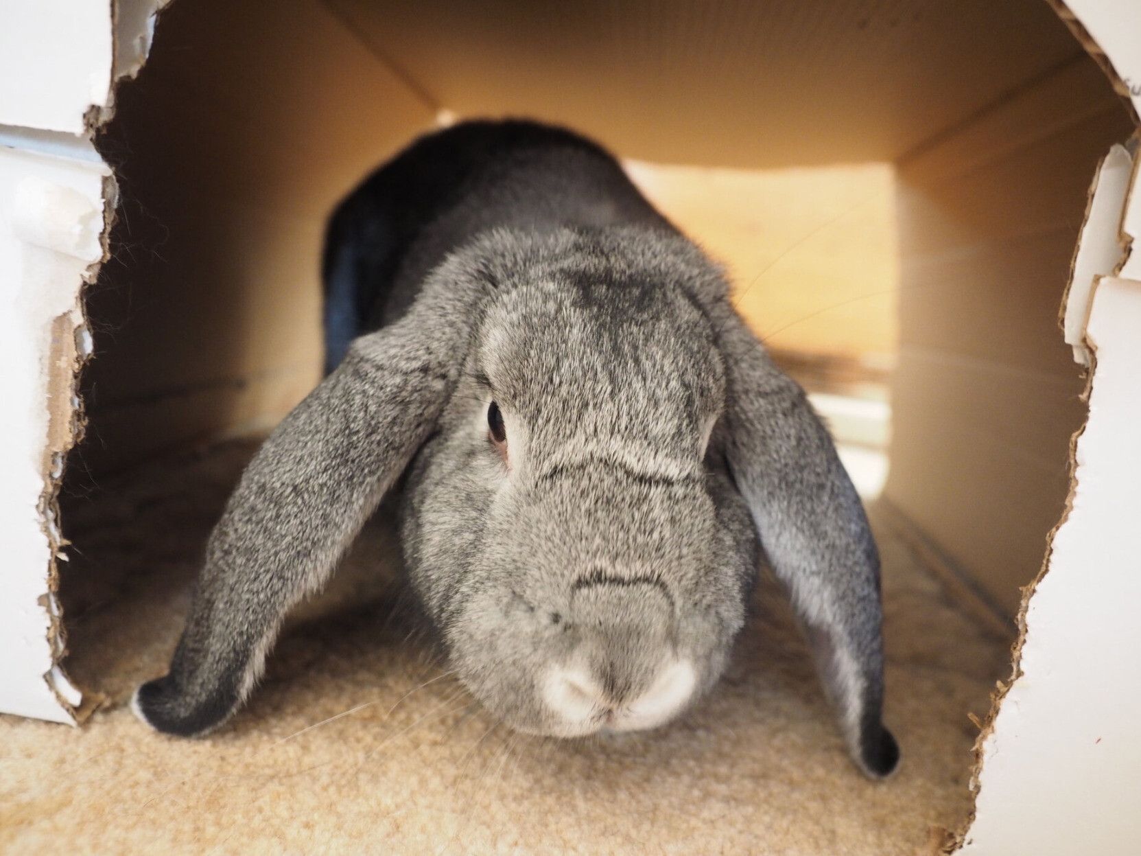 Gracie, a large grey lopped-ear house rabbit, is poking her head out of the cardboard box she's currently using as a hidey-hole.  She appears to be trying to determine if whoever is bothering her has brought her a snack.