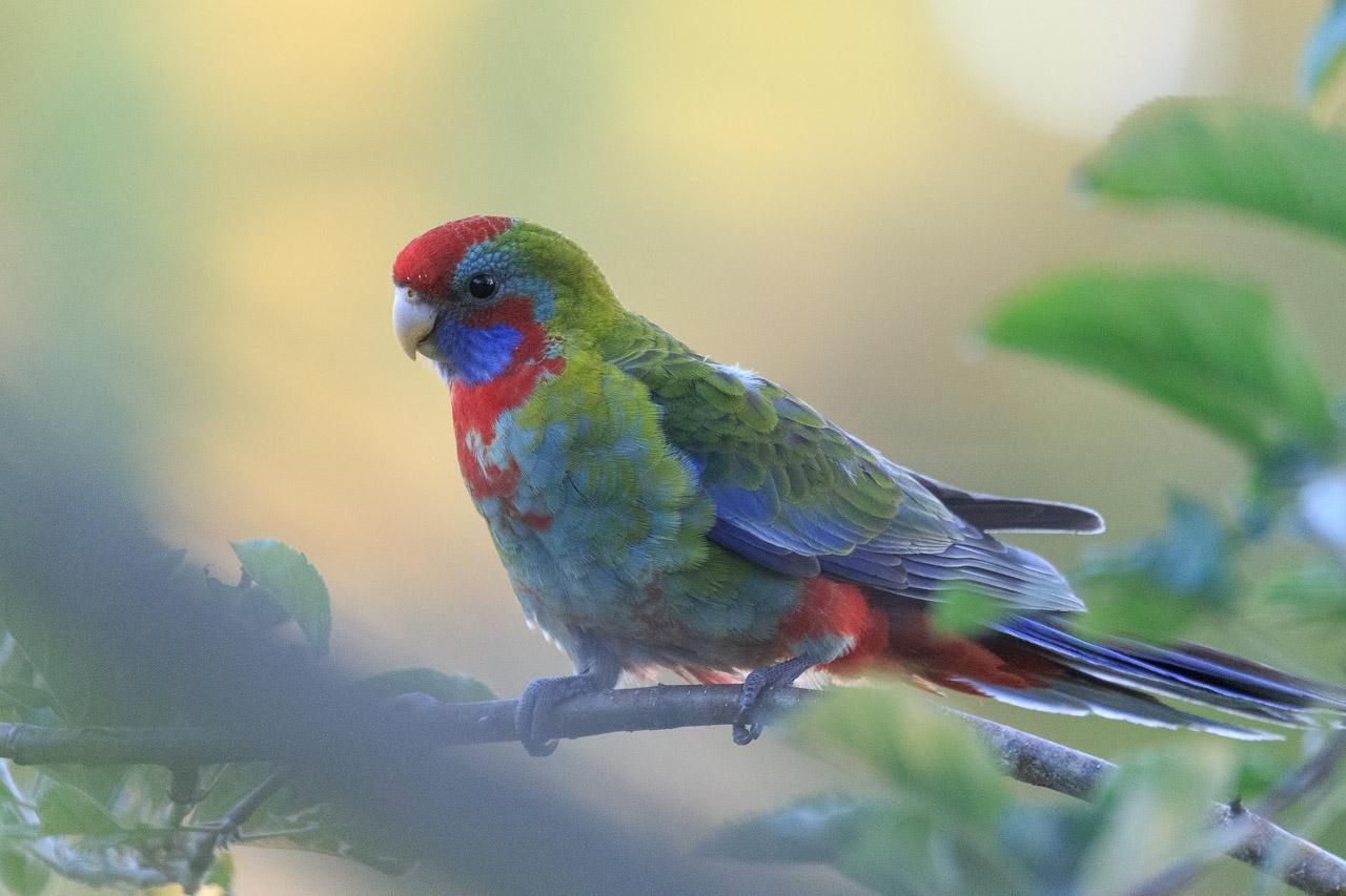 Juvenile Crimson Rosella up close. The head and body is mostly green but with patches of the adult colours coming through (blue cheeks, red cap and patchy red chest). 