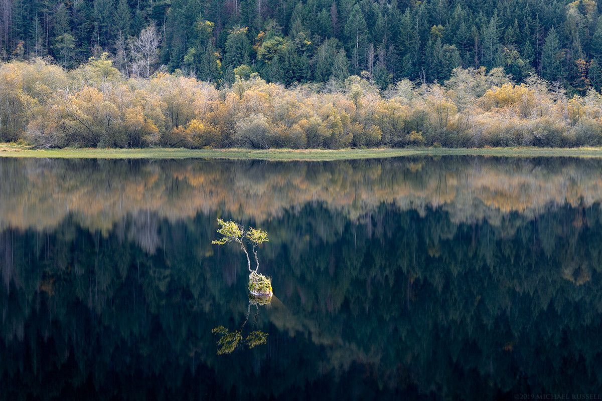 Small tree stump sticking out of a lake with a tiny cotton wood tree growing in it.  Lake reflects the fall foliage on the shoreline and the treed hillside behind it