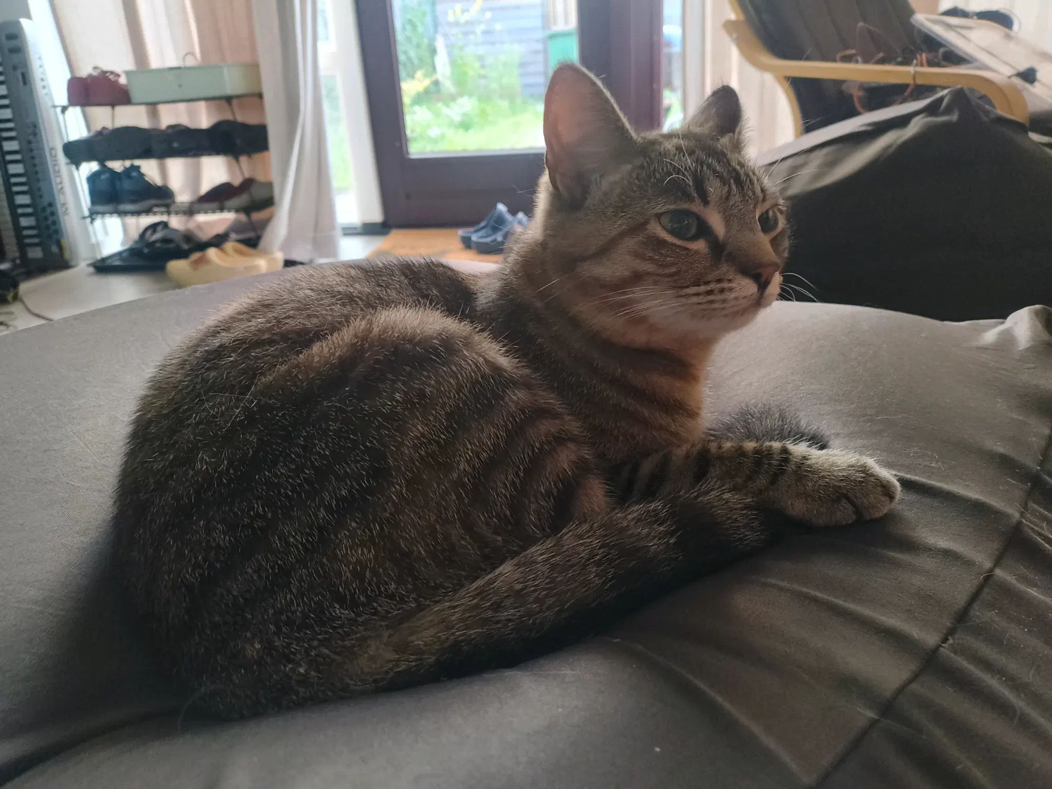 tofu in a cushion sofa 