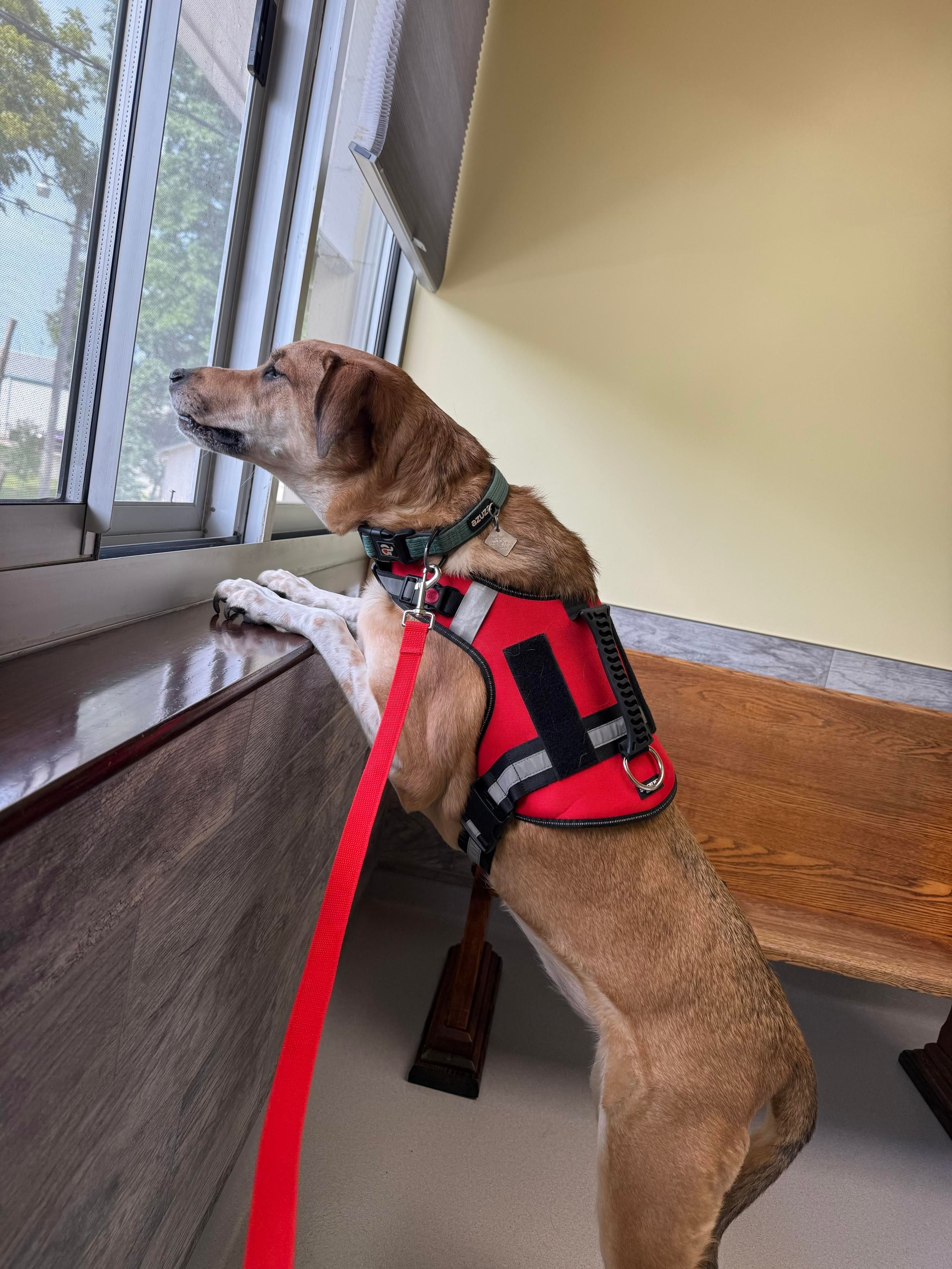 Molly at the vet today standing with both feet on the ledge of the window peering out into their backyard where another dog is being exercised. She's a very long and tall tan dog wearing a red harness. Her ears are back as if she's about to howl. 
