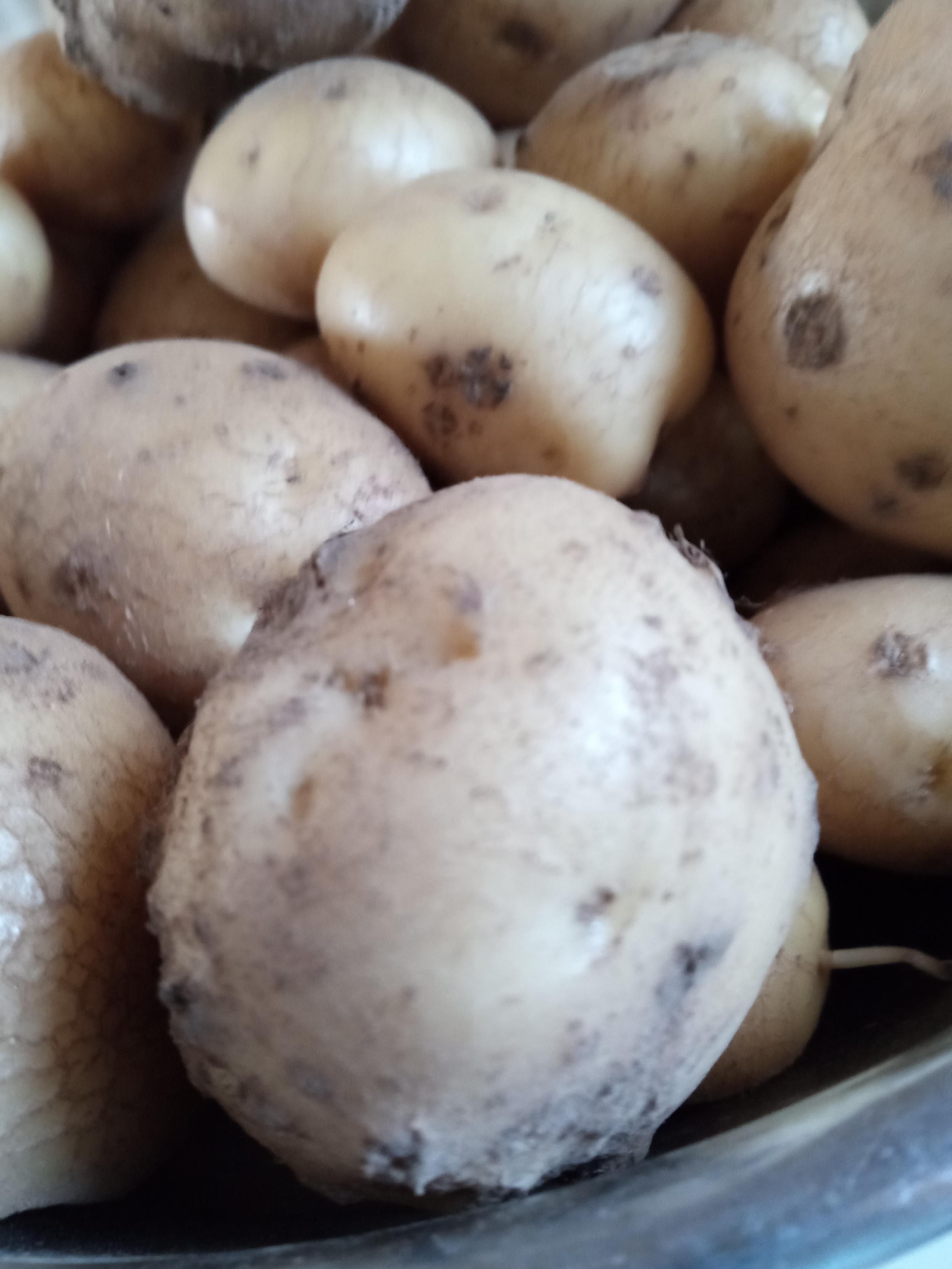 A bowl of fresh garden potatoes 